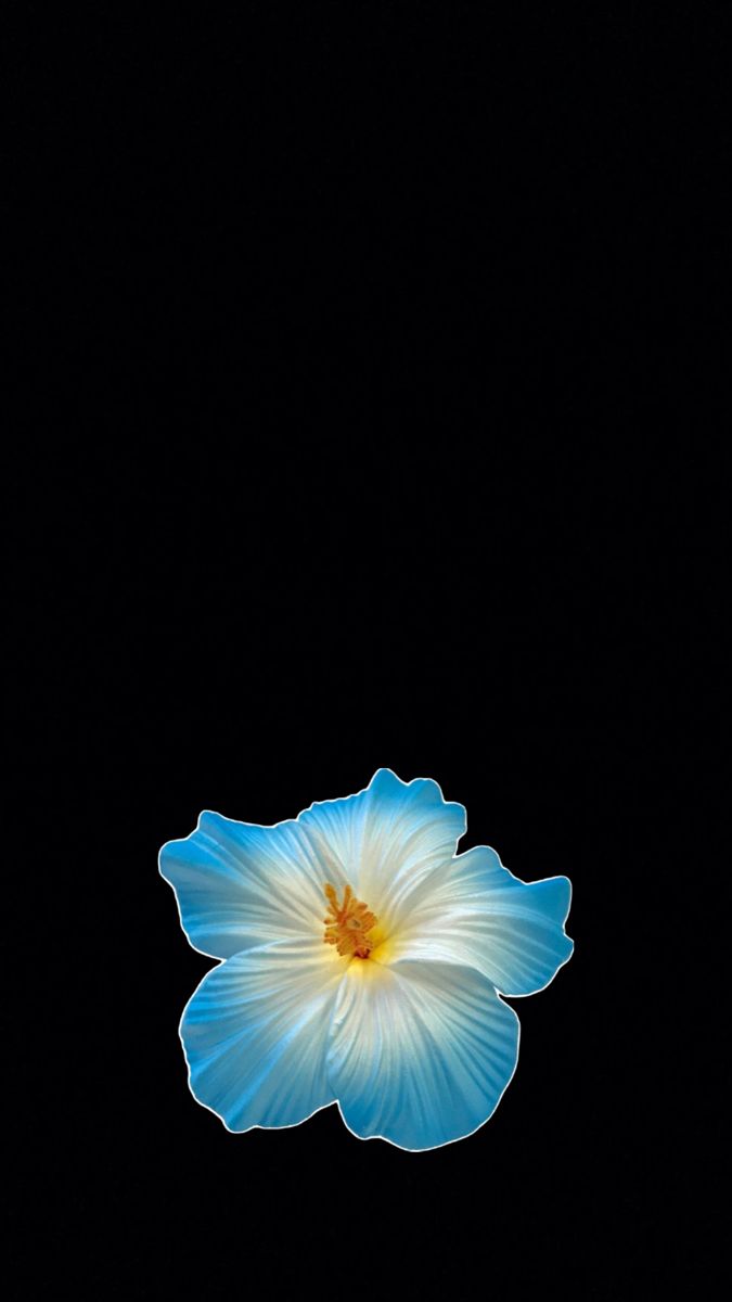 Blue hibiscus wallpaper. Cute summer wallpaper, Black flowers wallpaper, iPhone wallpaper green