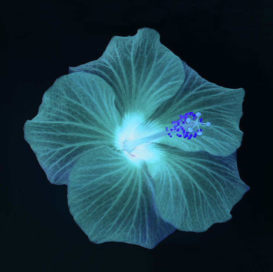 Hibiscus In Soft Shades Of Deep