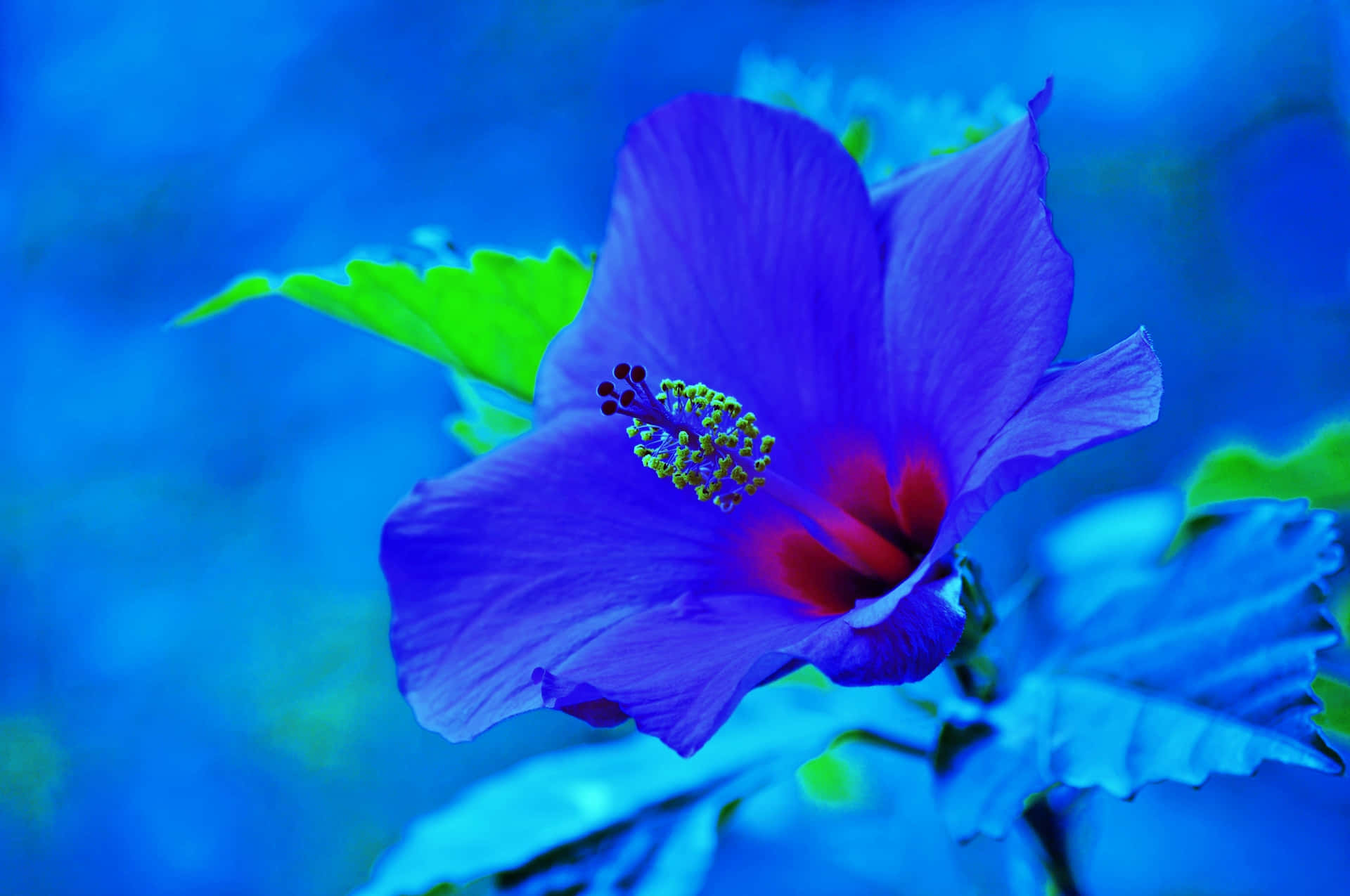 Download Gorgeous Blue Hibiscus Flower Wallpaper