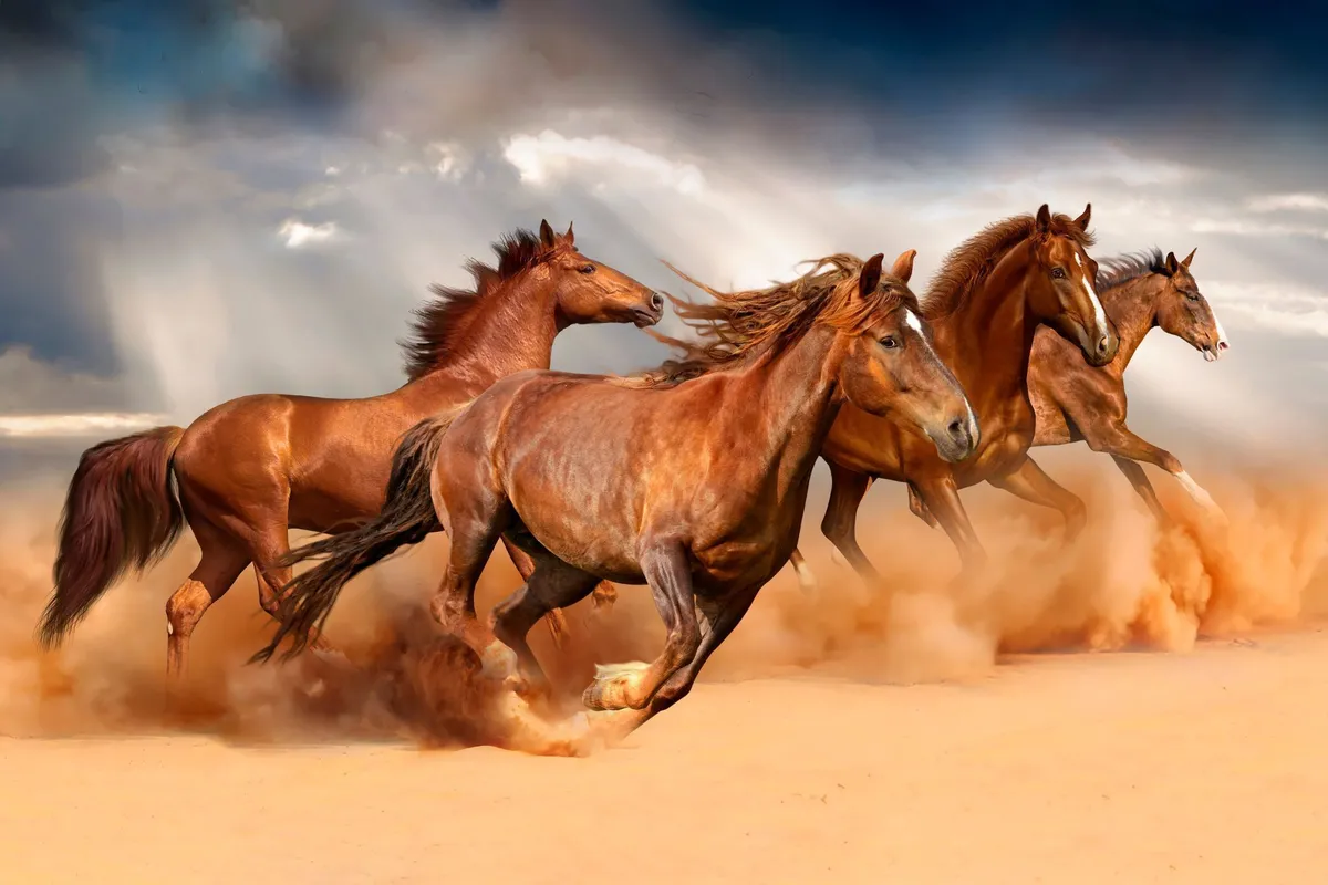 Horse Wallpaper Designs You Will Love. Beautiful Horse Wallpaper Designs for 2026