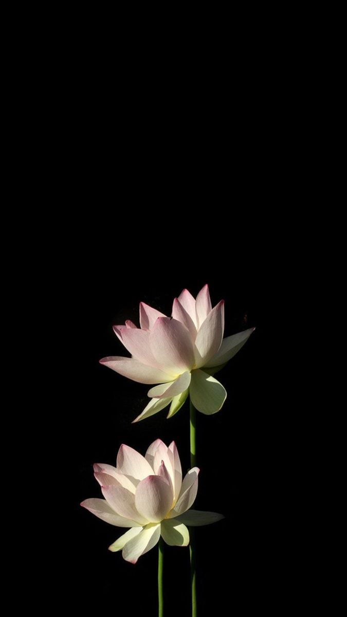 Lotus flower wallpaper. Цветочные фоны, Чема мадоз, Фоновые рисунки