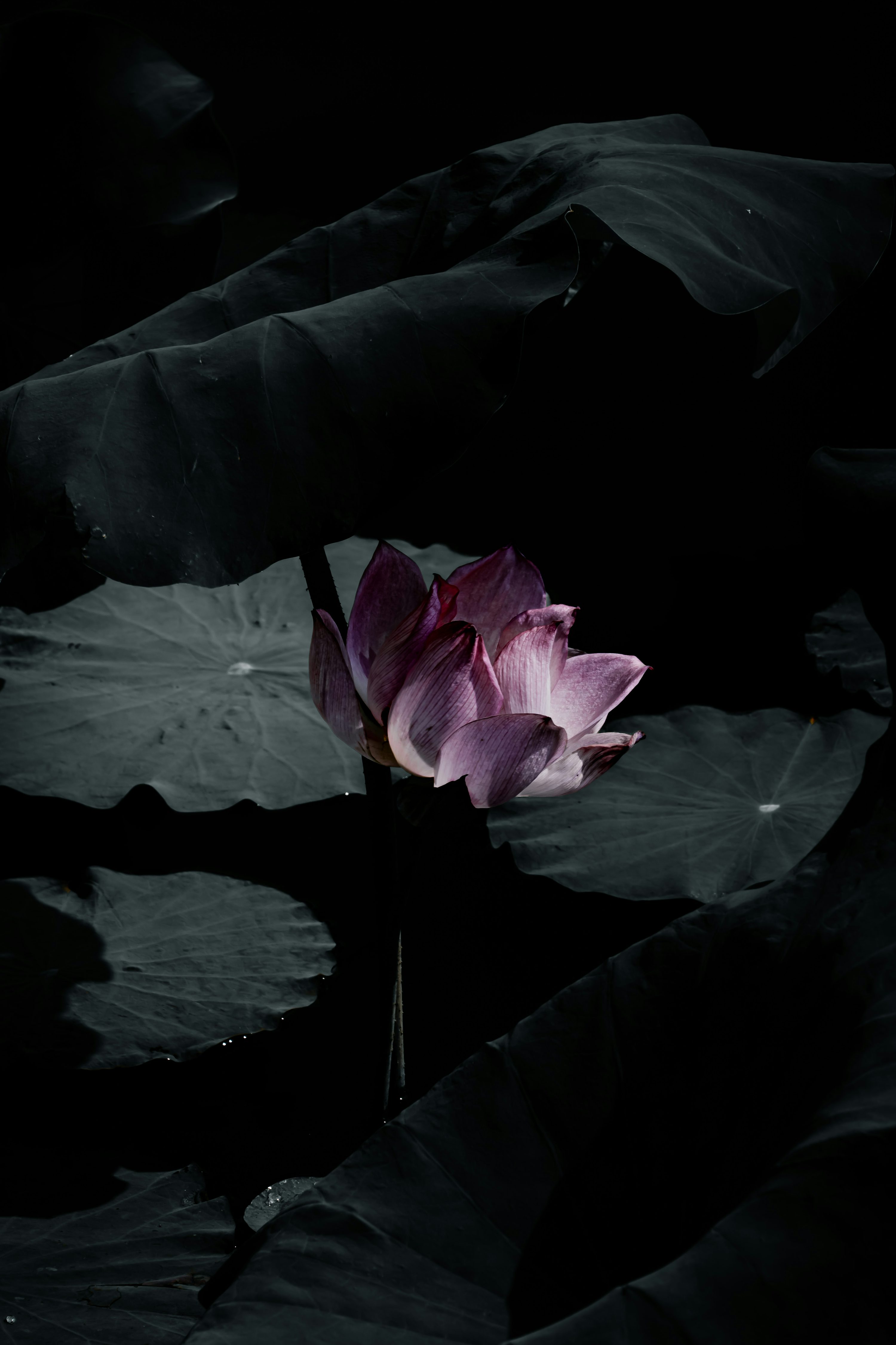 A purple lotus flower blooms amidst dark leaves. photo