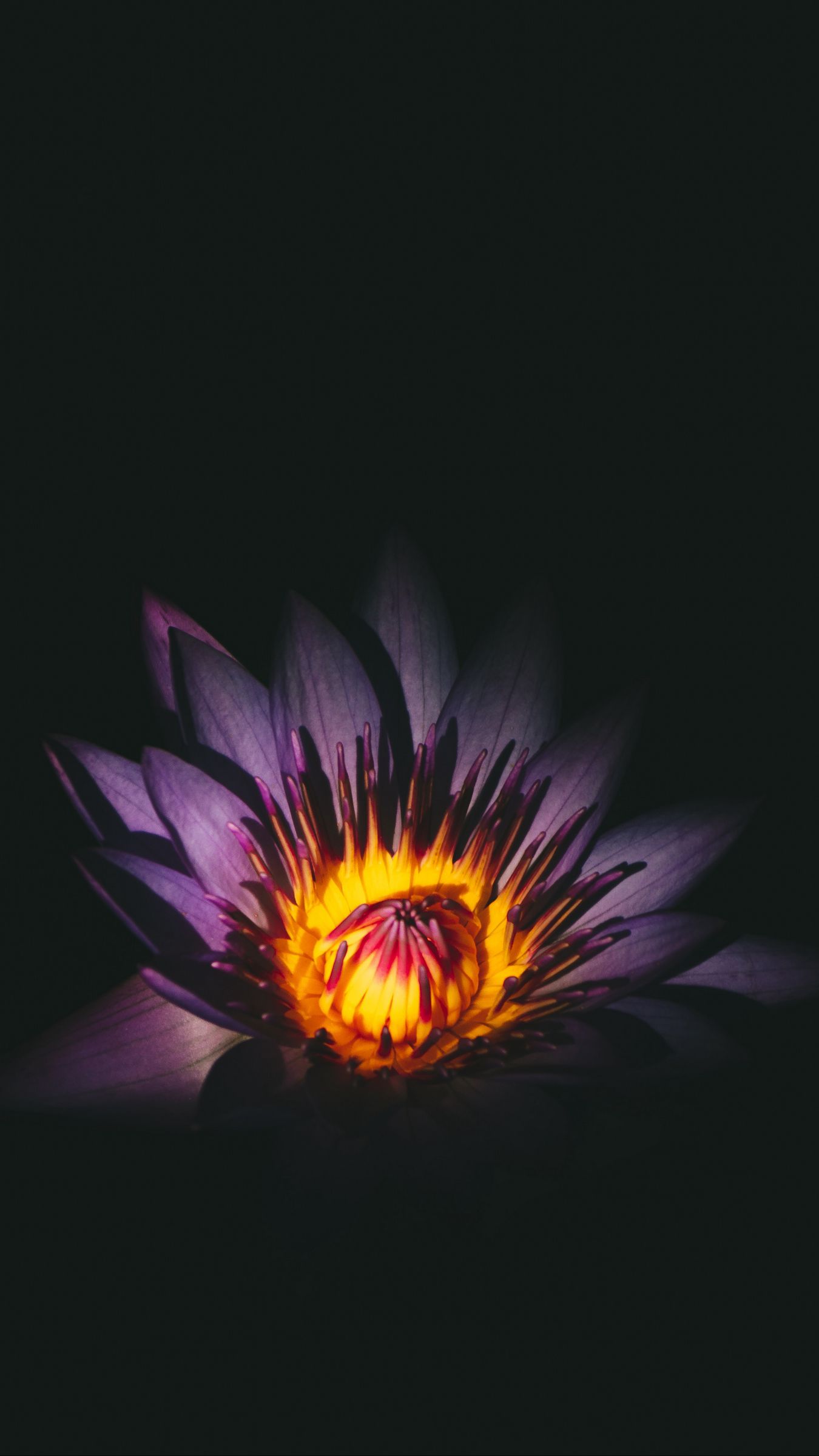 Download wallpaper 1350x2400 lotus, flower, bud, purple iphone 8+/7+/6s+/for parallax HD background