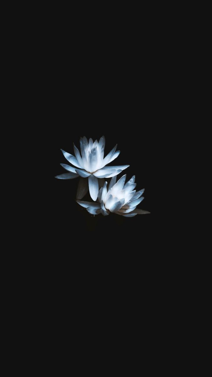 Fondos de pantalla lol. Black flowers wallpaper, Lotus flower wallpaper, Flower iphone wallpaper