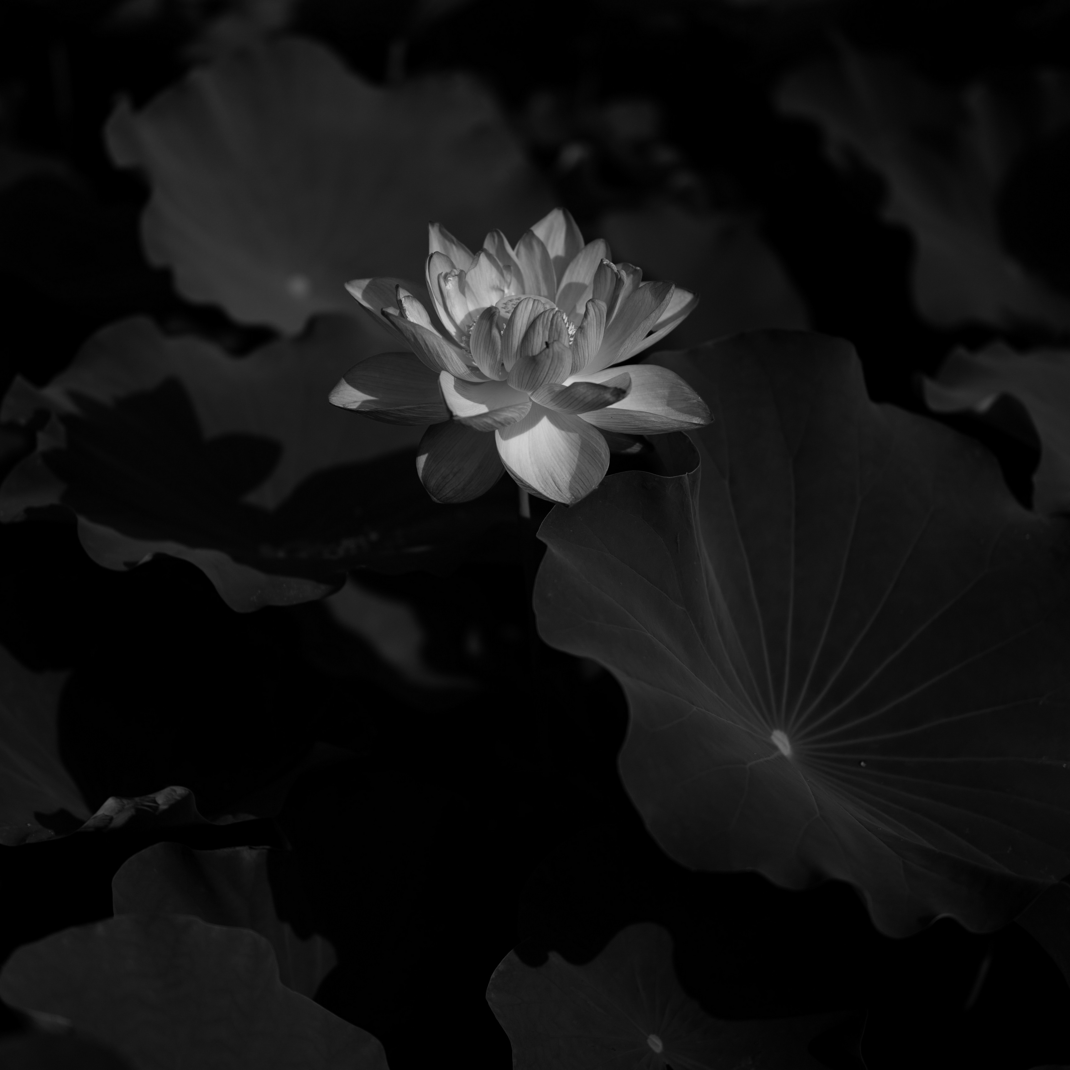 Lotus Water Lily Bw Flower Dark 4k Wallpaper