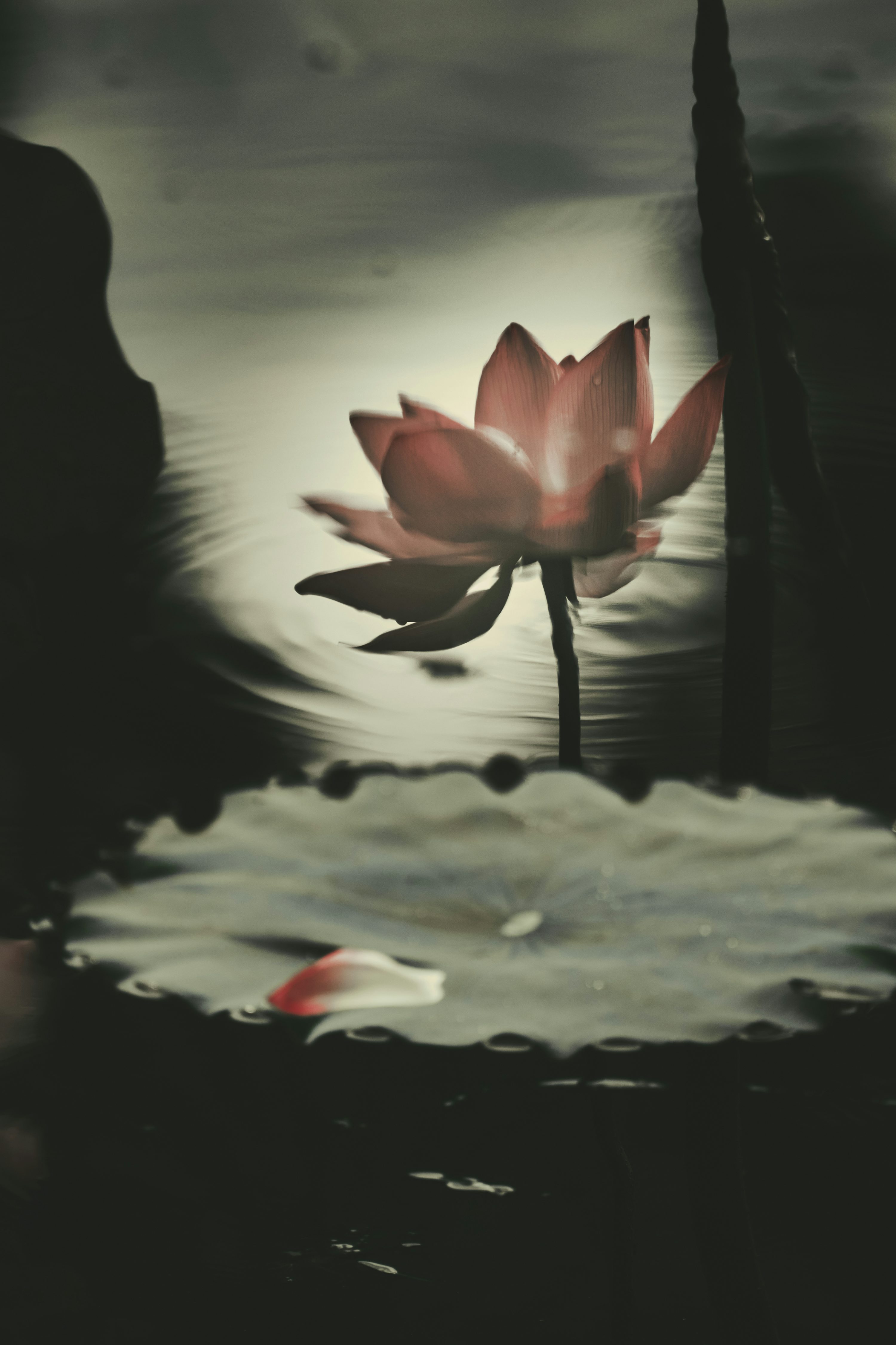 A lotus flower blooms amidst dark waters. photo