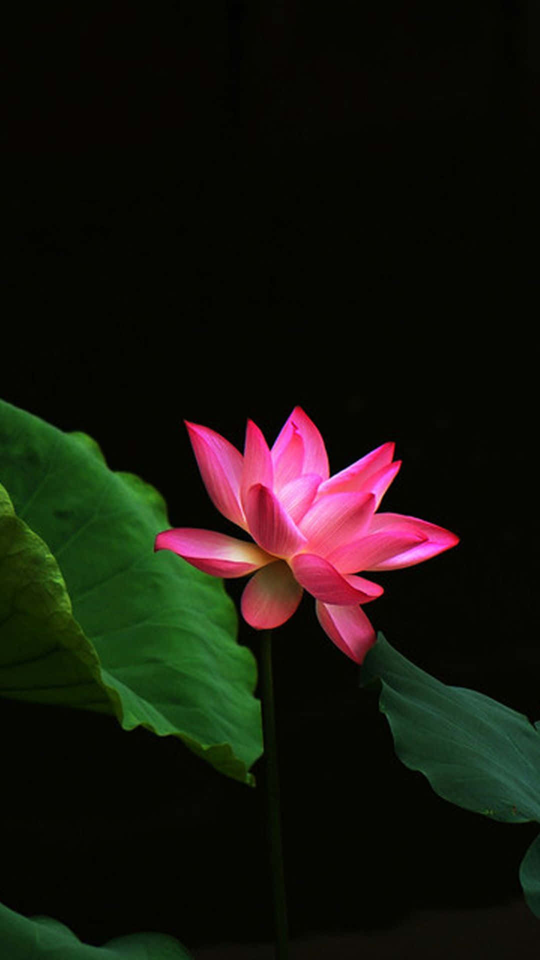 Download Serene Lotus Flower Bloom
