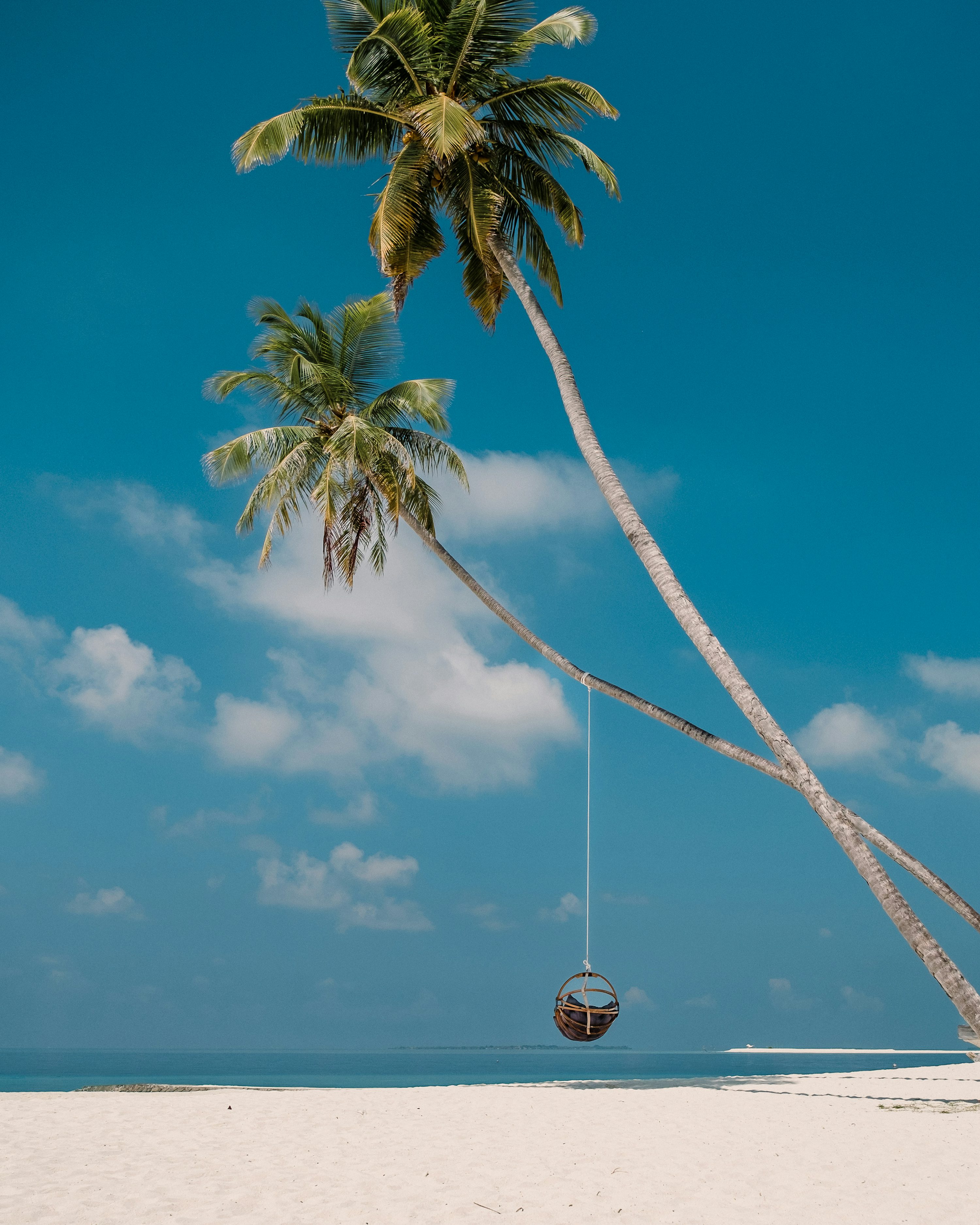 A hammock hanging from a palm tree on a beach photo