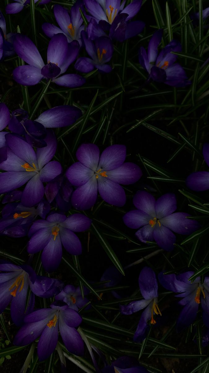 Purple Flowers
