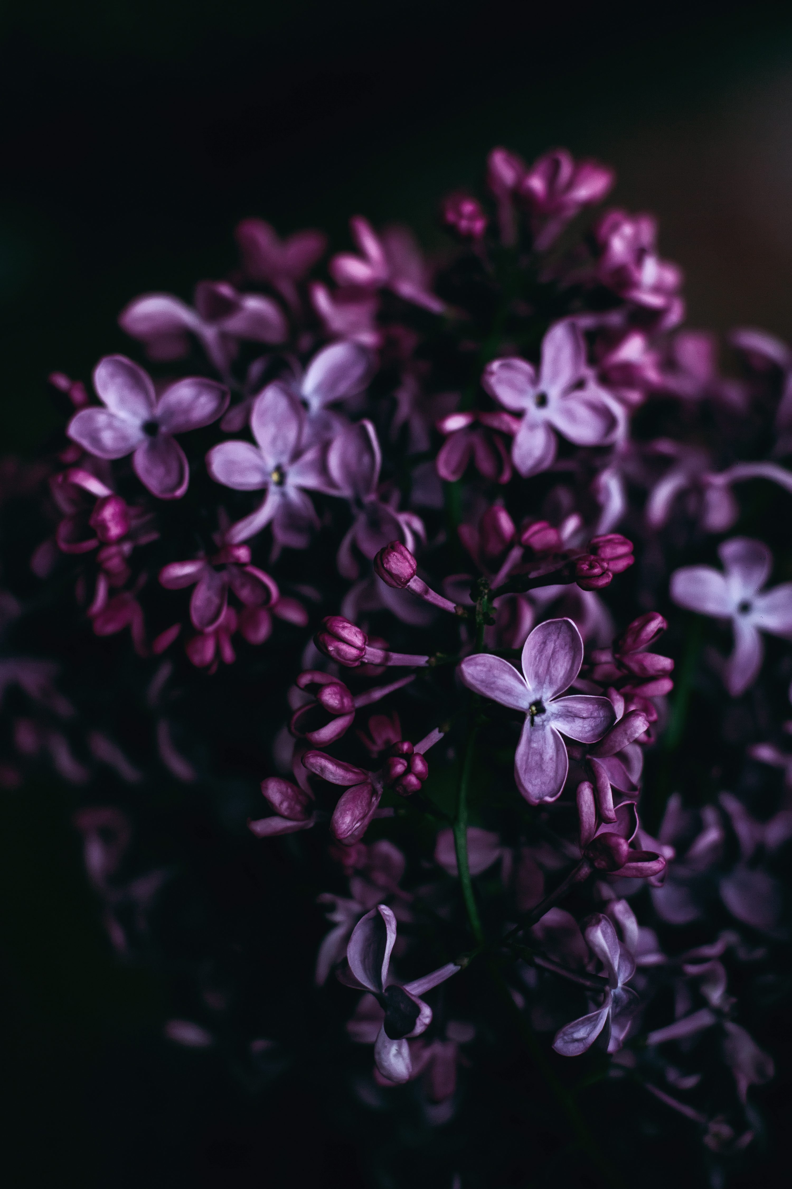 Purple flowers photo
