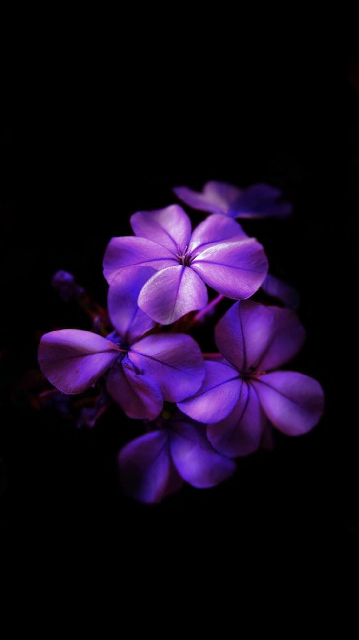 AMOLED Flower Wallpaper
