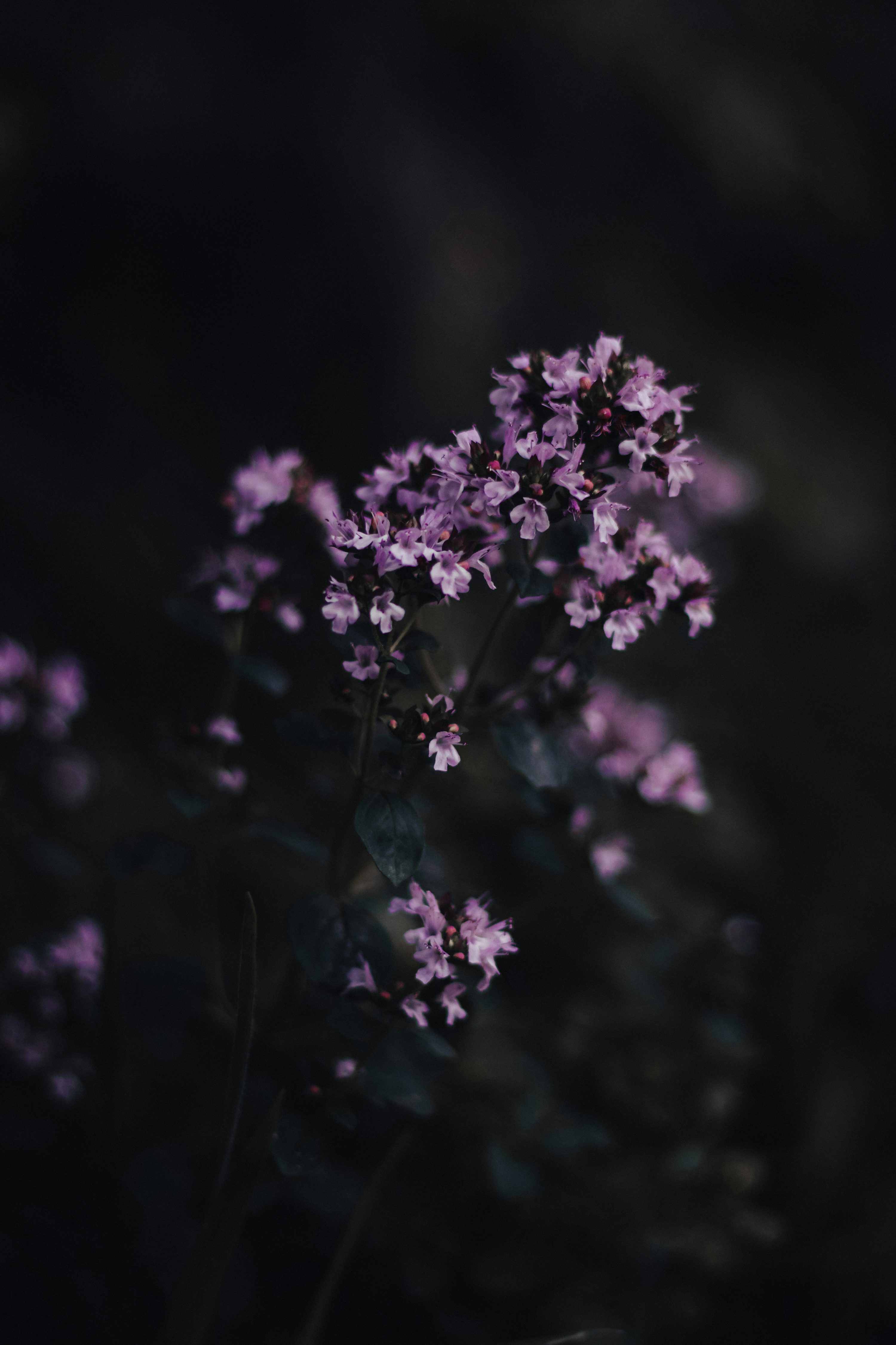 Purple flowers in tilt shift lens photo