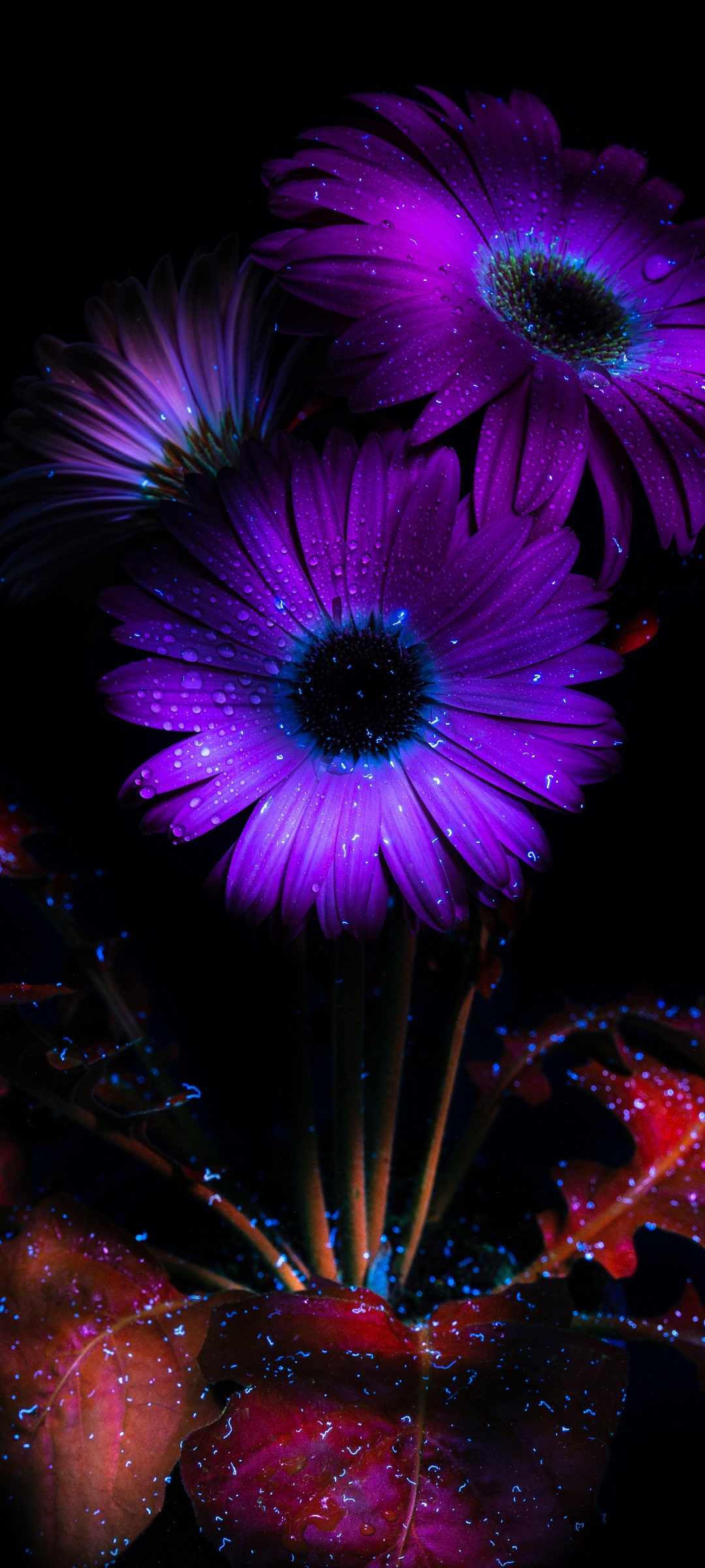 Purple Flowers Wallpaper 4K, Glowing, AMOLED, 8K