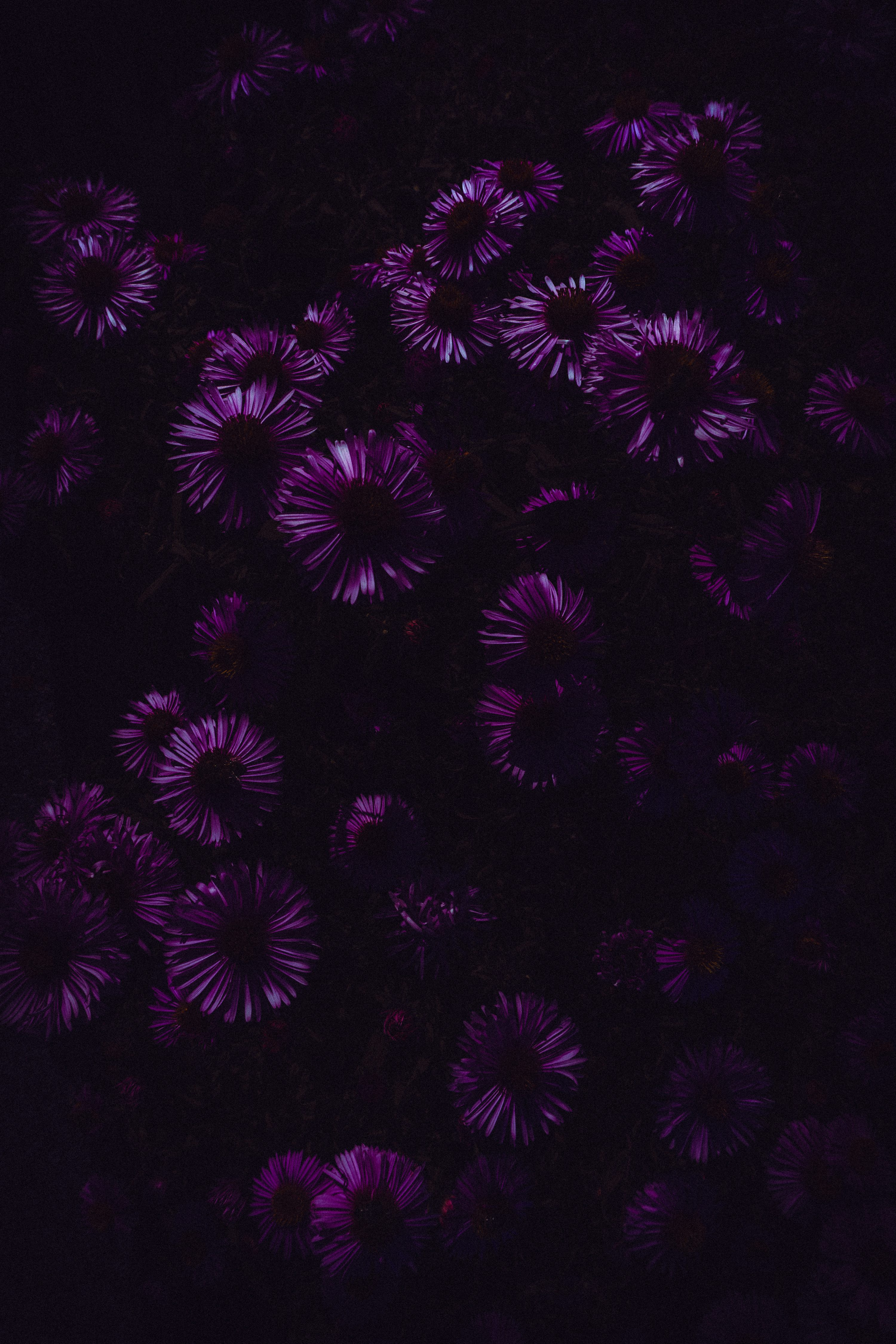 A bunch of purple flowers in the dark photo