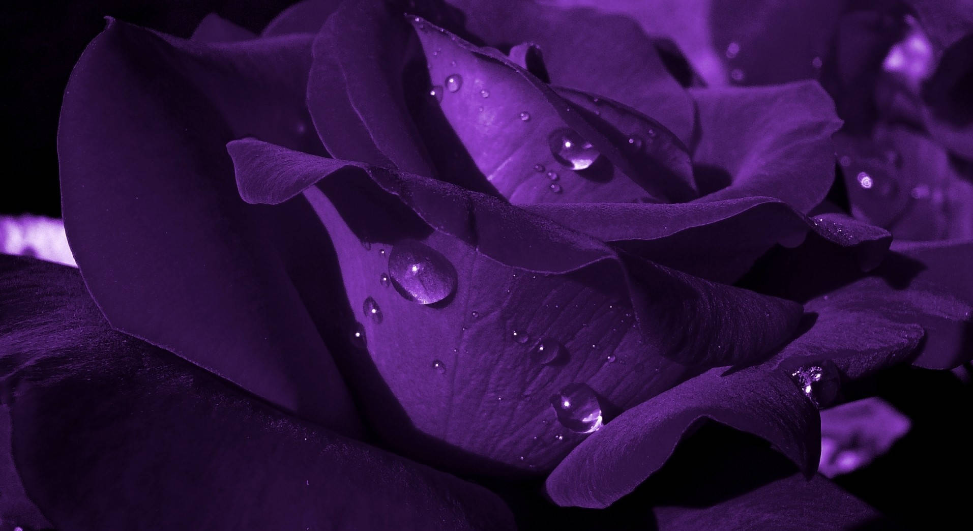 Download Realistic Image Of Purple Flower Desktop Wallpaper