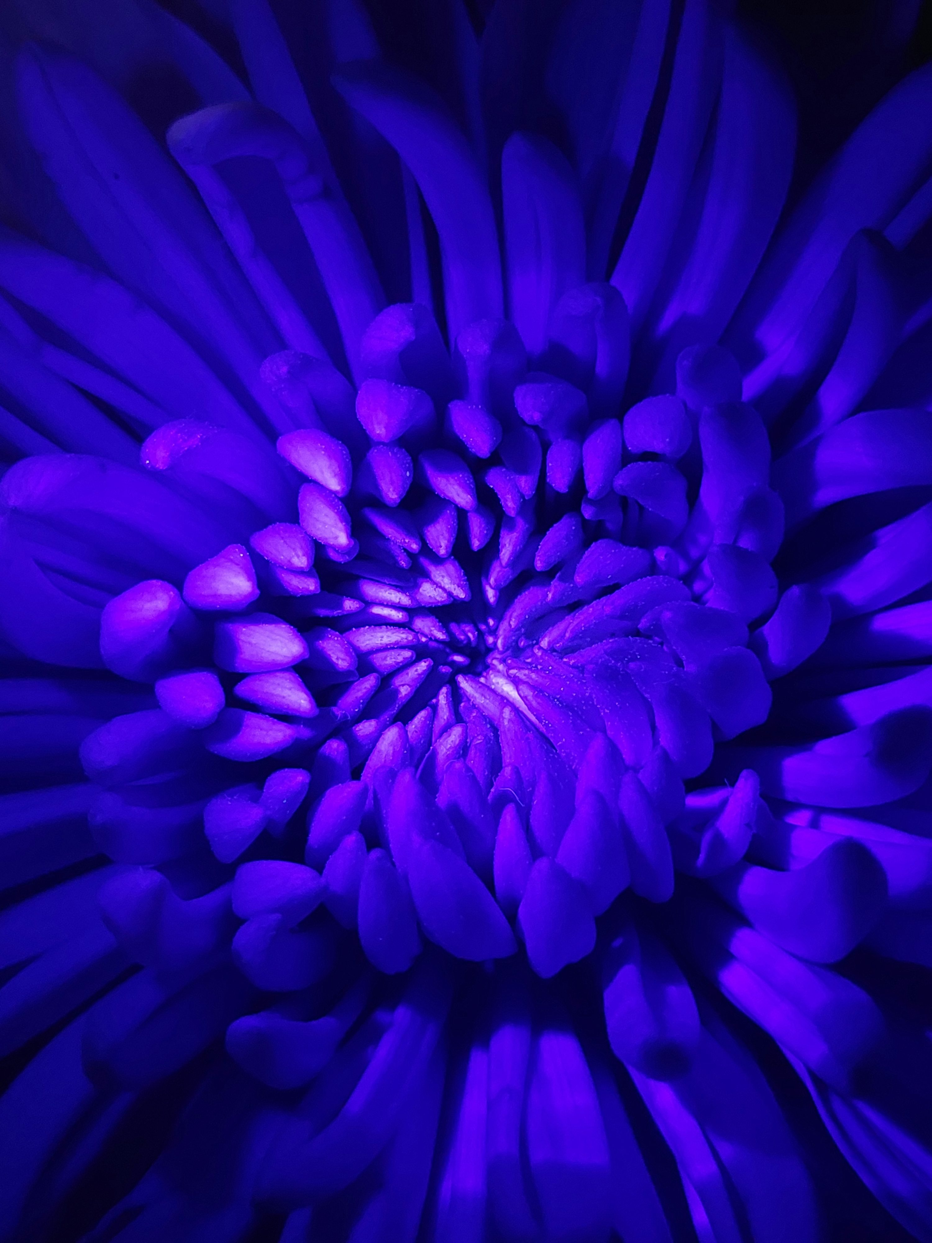 A close up of a purple flower with a black background photo