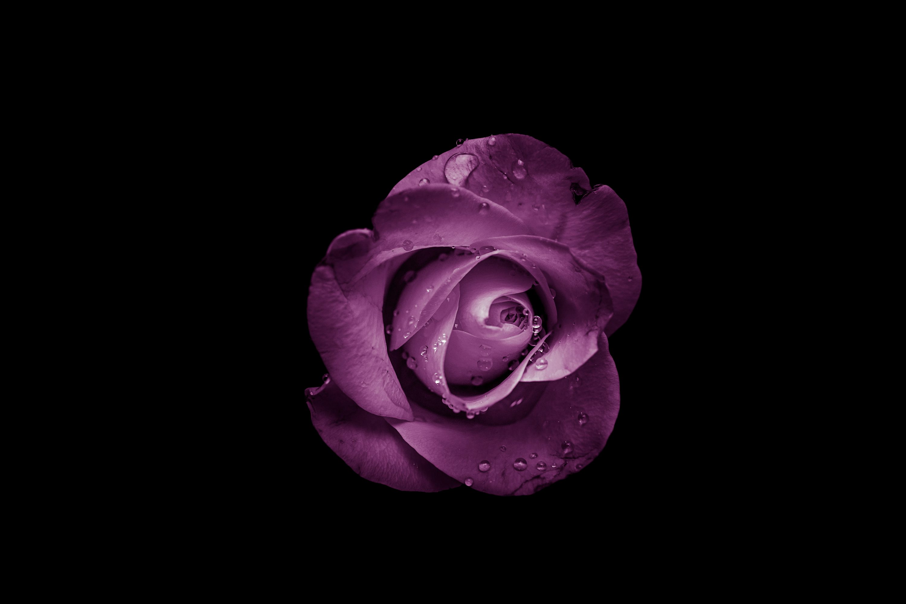 Purple rose flower photo