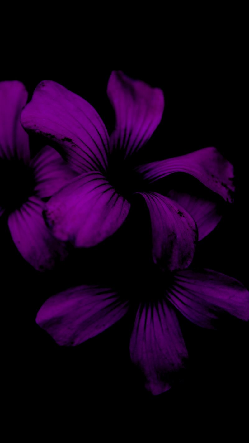 Download Wallpaper 800x1420 Lilac, Flower, Dark, Purple, Night Iphone Se 5s 5c 5 For Parallax HD Background