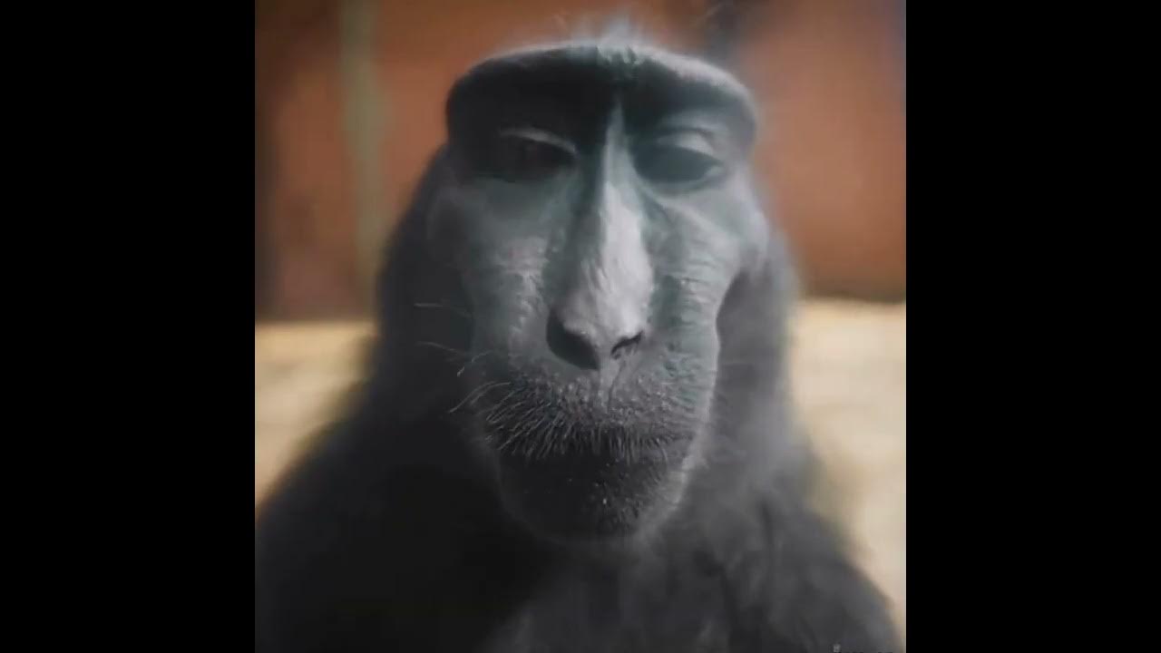 The lost soul down X Lost soul (monkey rizz edit)