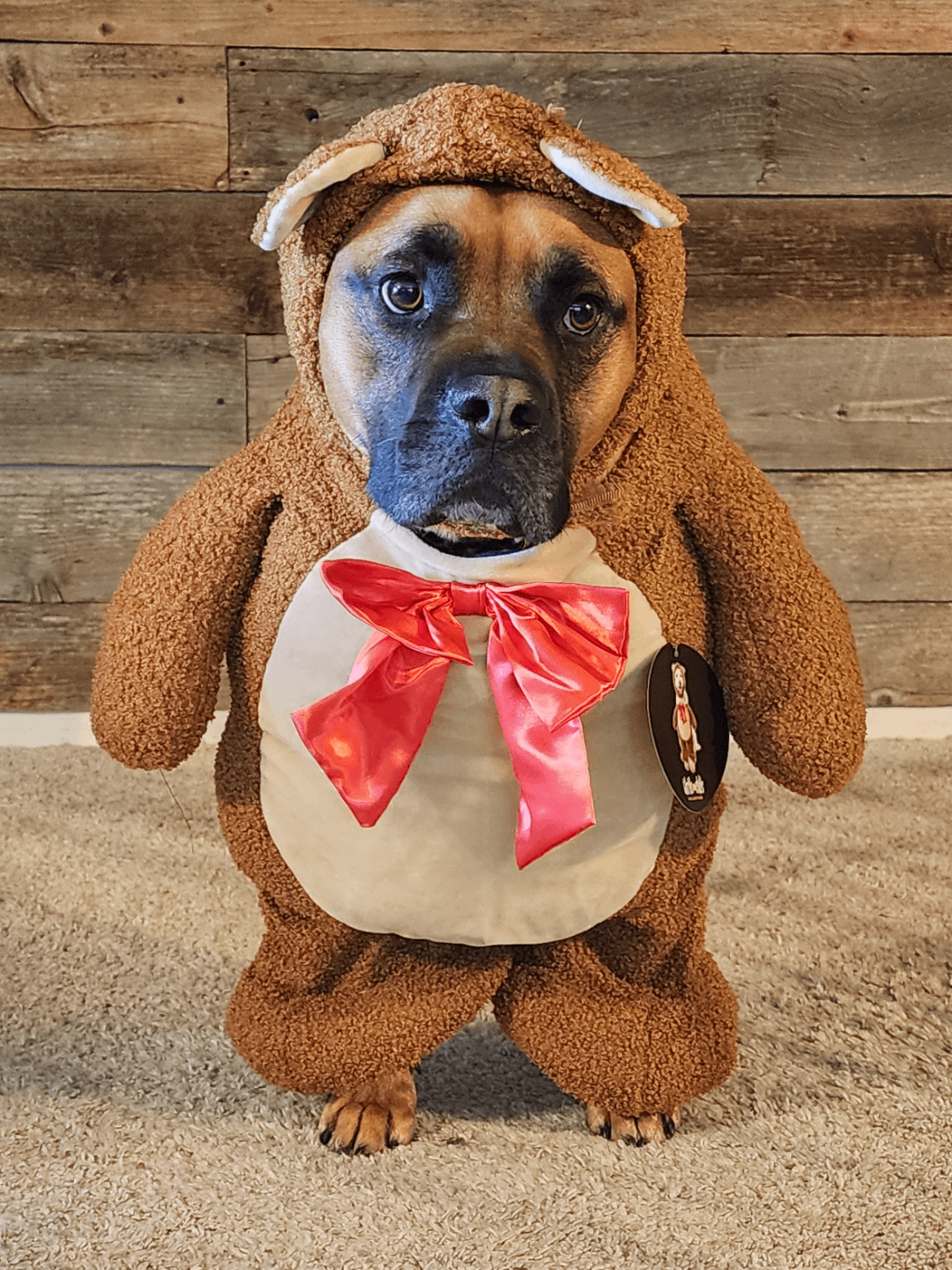 show me your silliest pibble pics