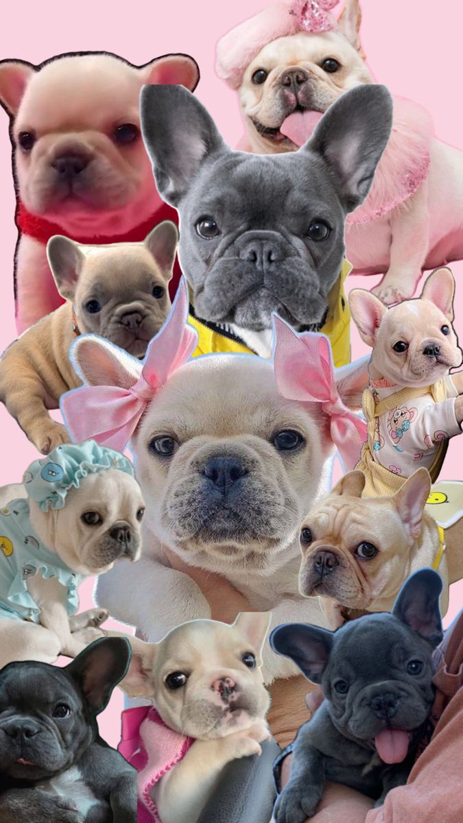 French Bulldog Collage