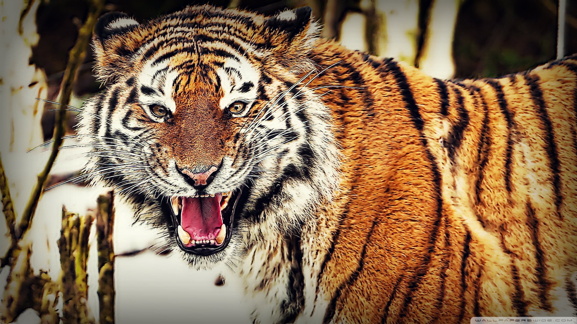 Tiger attack 4K UHD Wallpaper for UltraHD Desktop and TV