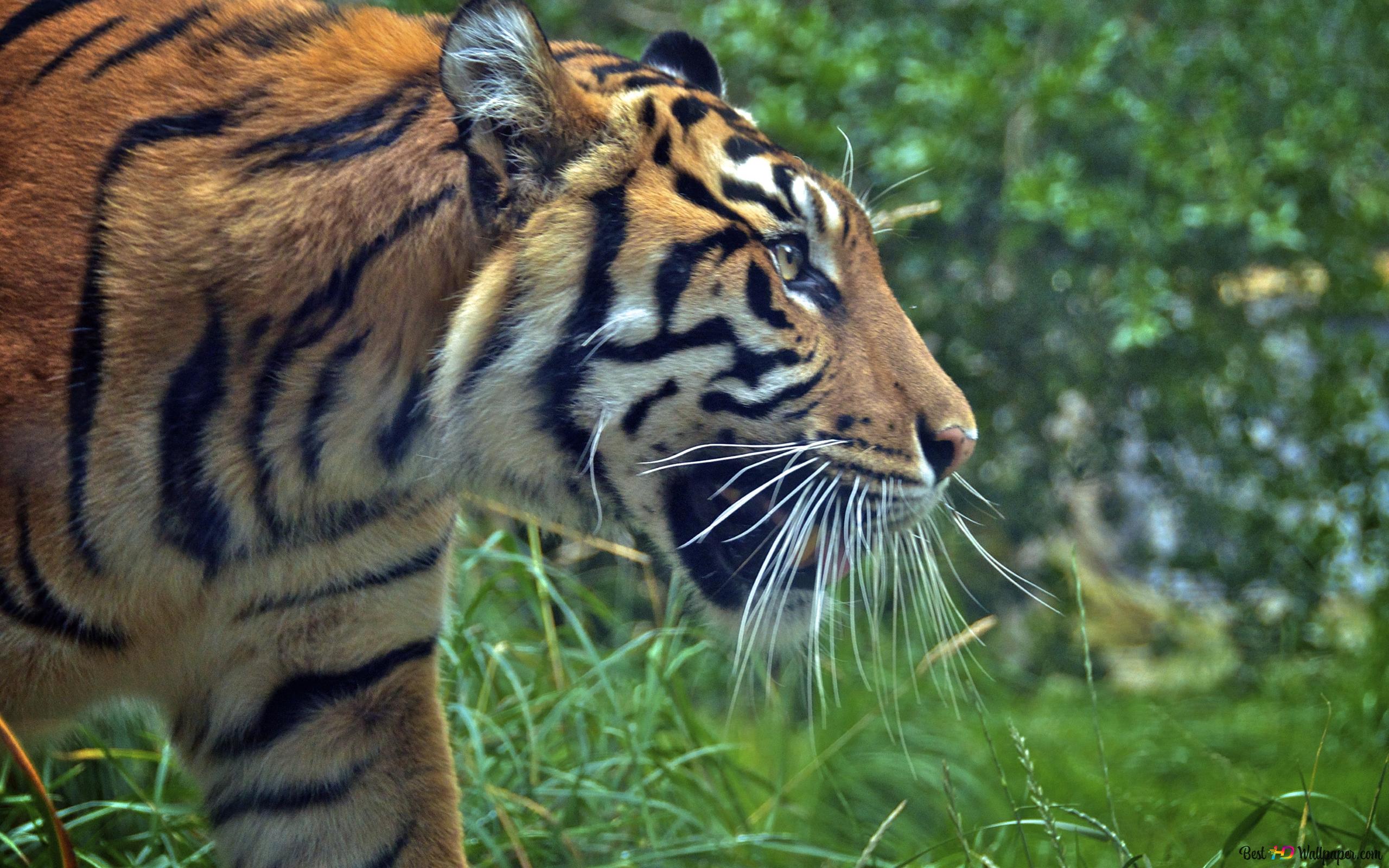 Tiger Attack Mode 4K wallpaper download