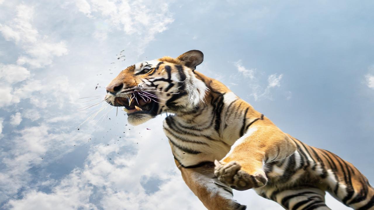 In Pics: In 5 years Tiger attacks kill 170 people in Maharashtra