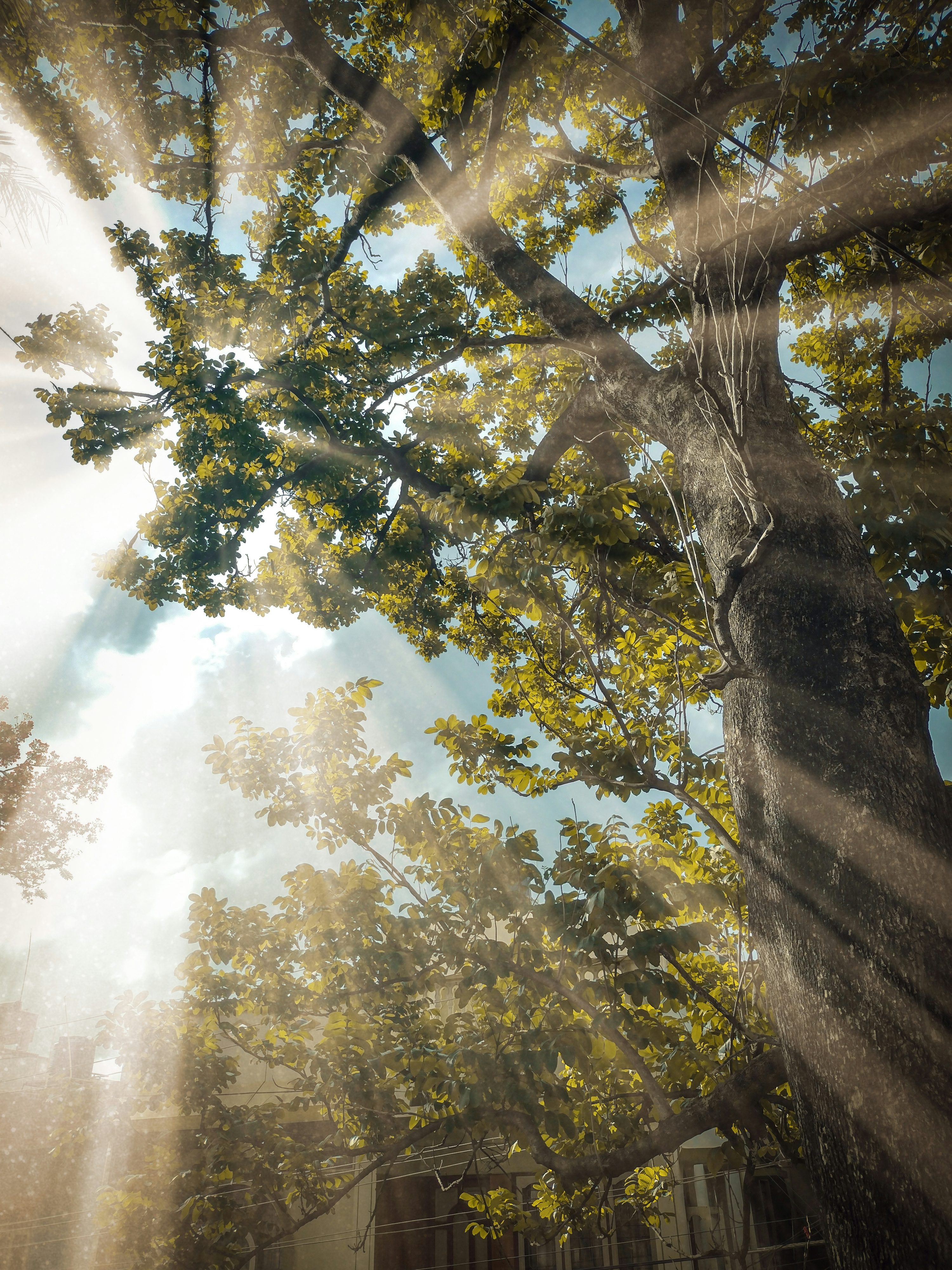 Tyndall Effect Picture. Download Free Image