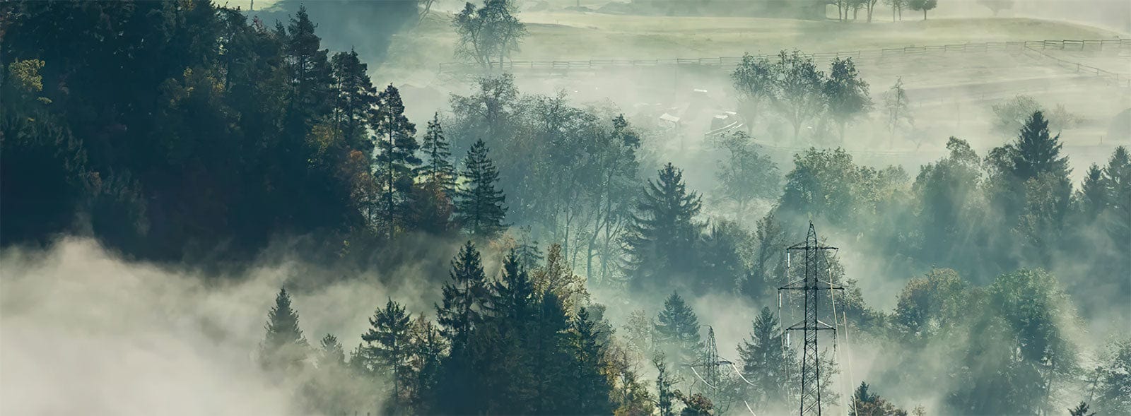 Mist Covered Forest Landscape Mural Wallpaper In Serene Earthy Tones