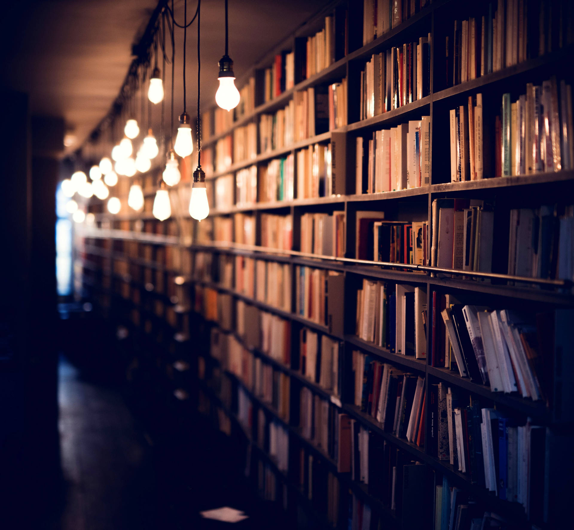 Download Bulbs Along Shelves Filled
