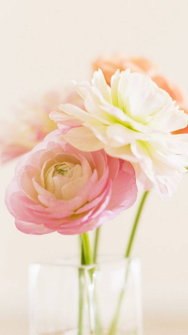Download Pretty Flowers In Clear Flower Vase Wallpaper