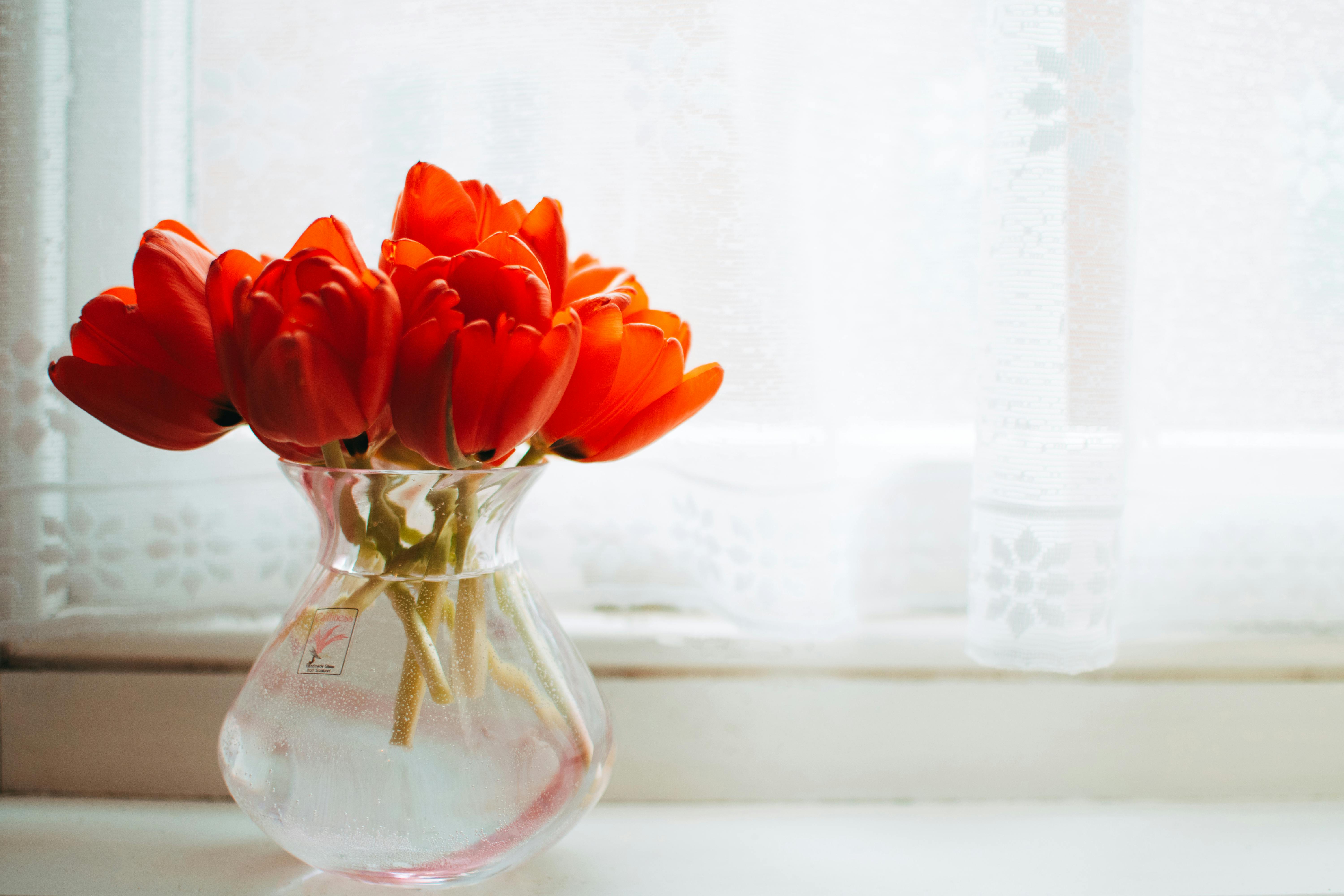 Red Tulips in Clear Glass Vase With Water Centerpiece Near White Curtain · Free