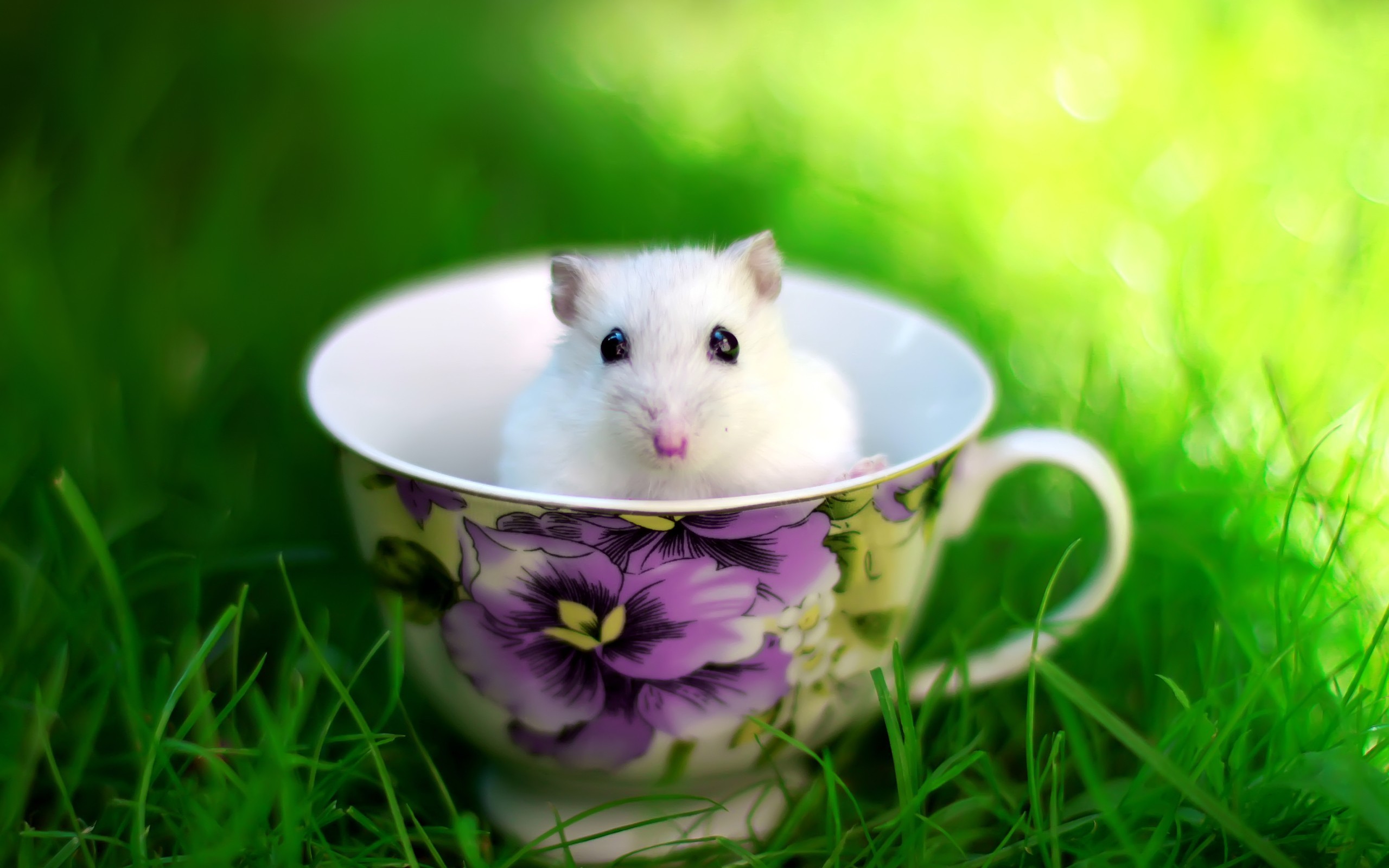 Cute Animals Wallpaper