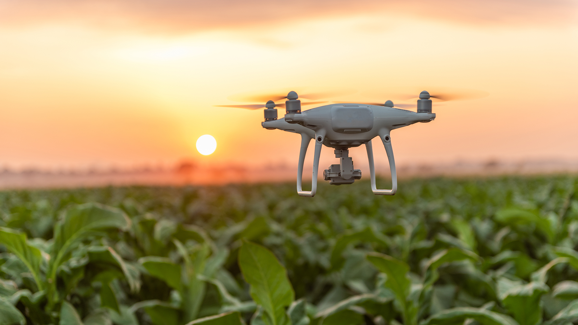 Iris Automation. Precision Agriculture & Drones: What's the Relationship?