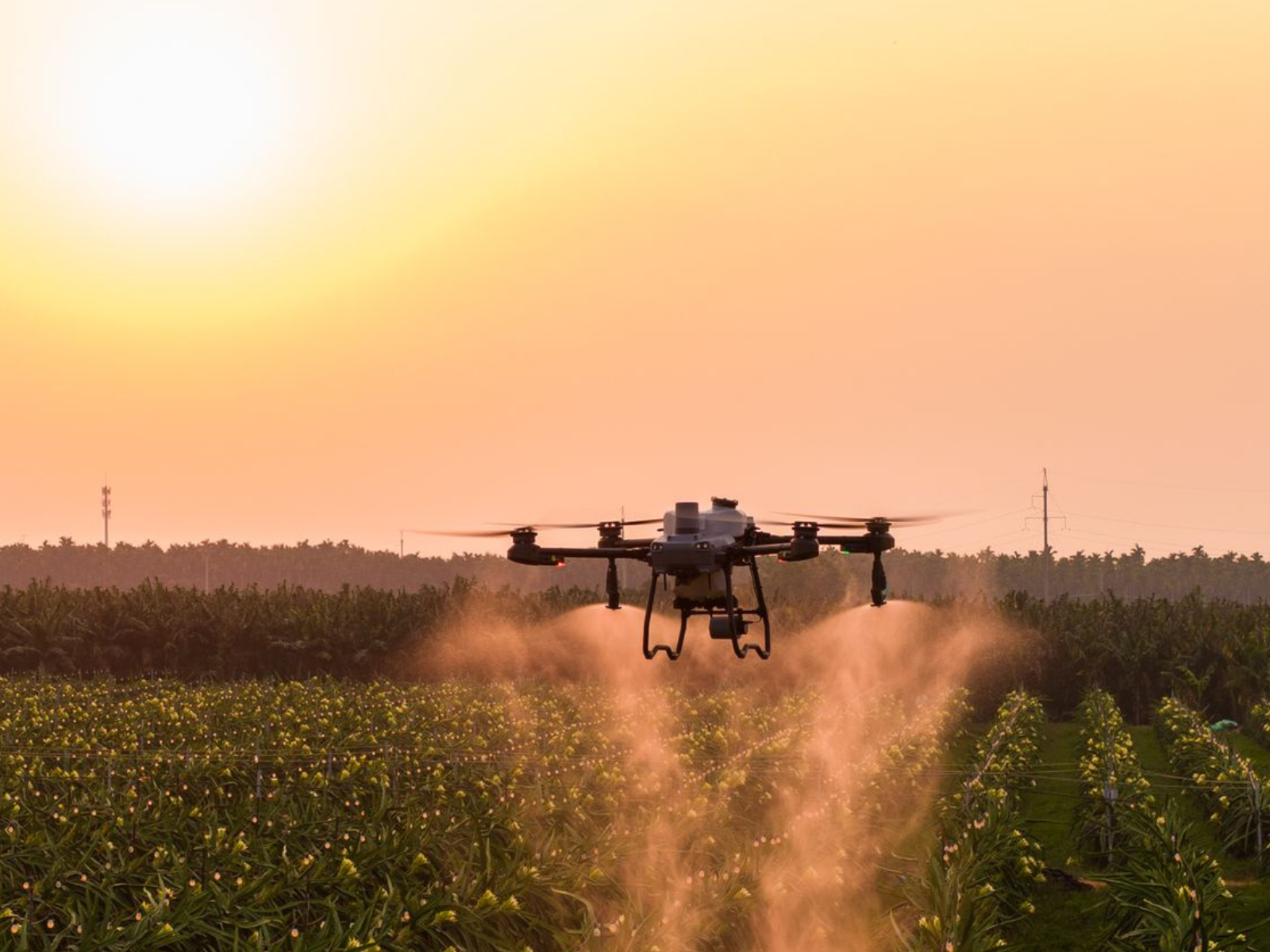 Agricultural drones fly in corn fields withor