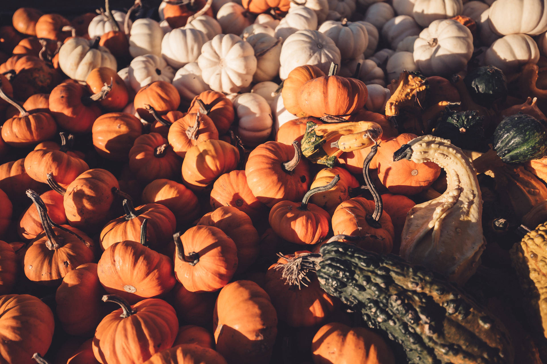 Pumpkin Wallpaper