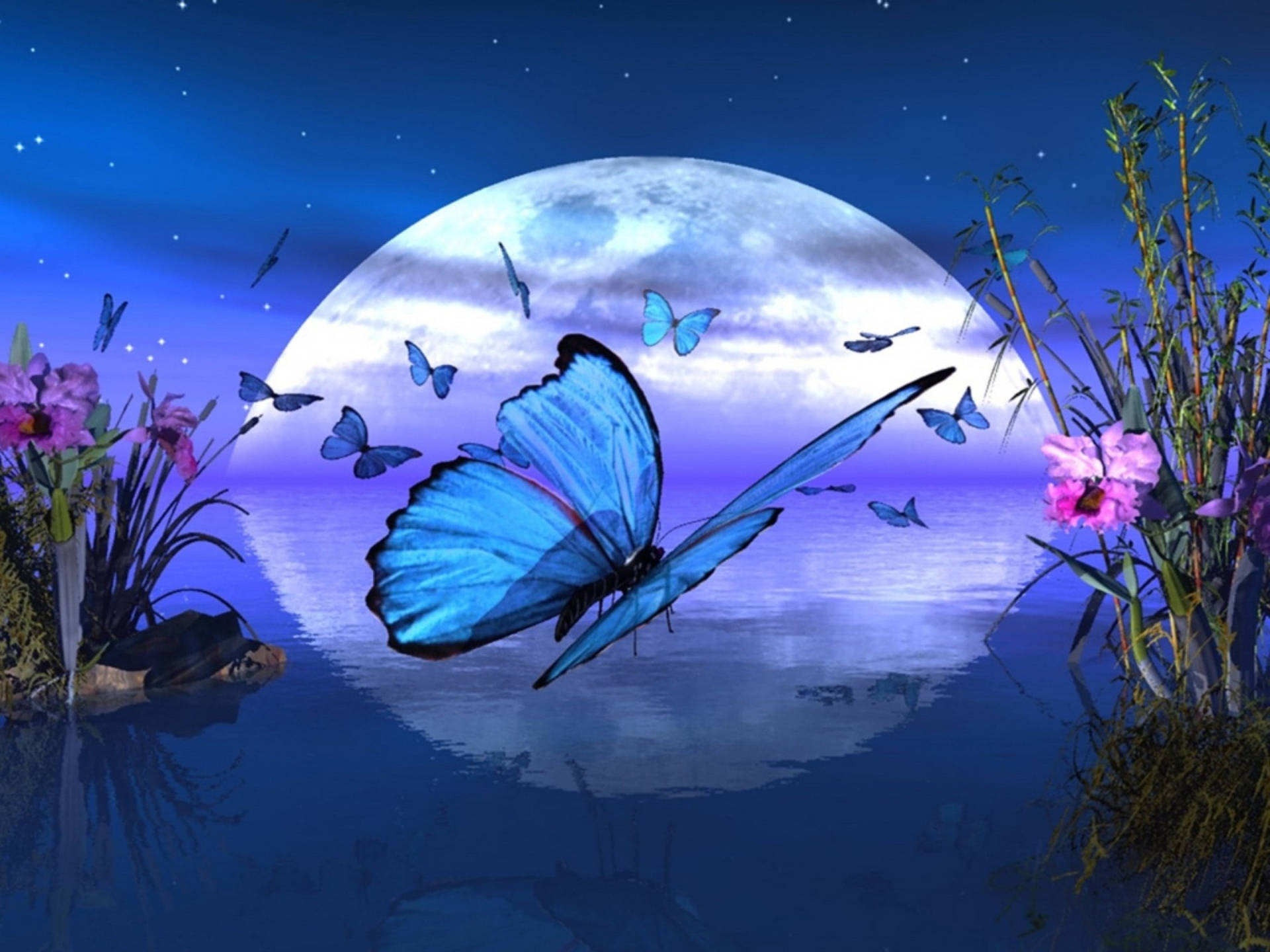 Download Moon Night Butterfly Wallpaper