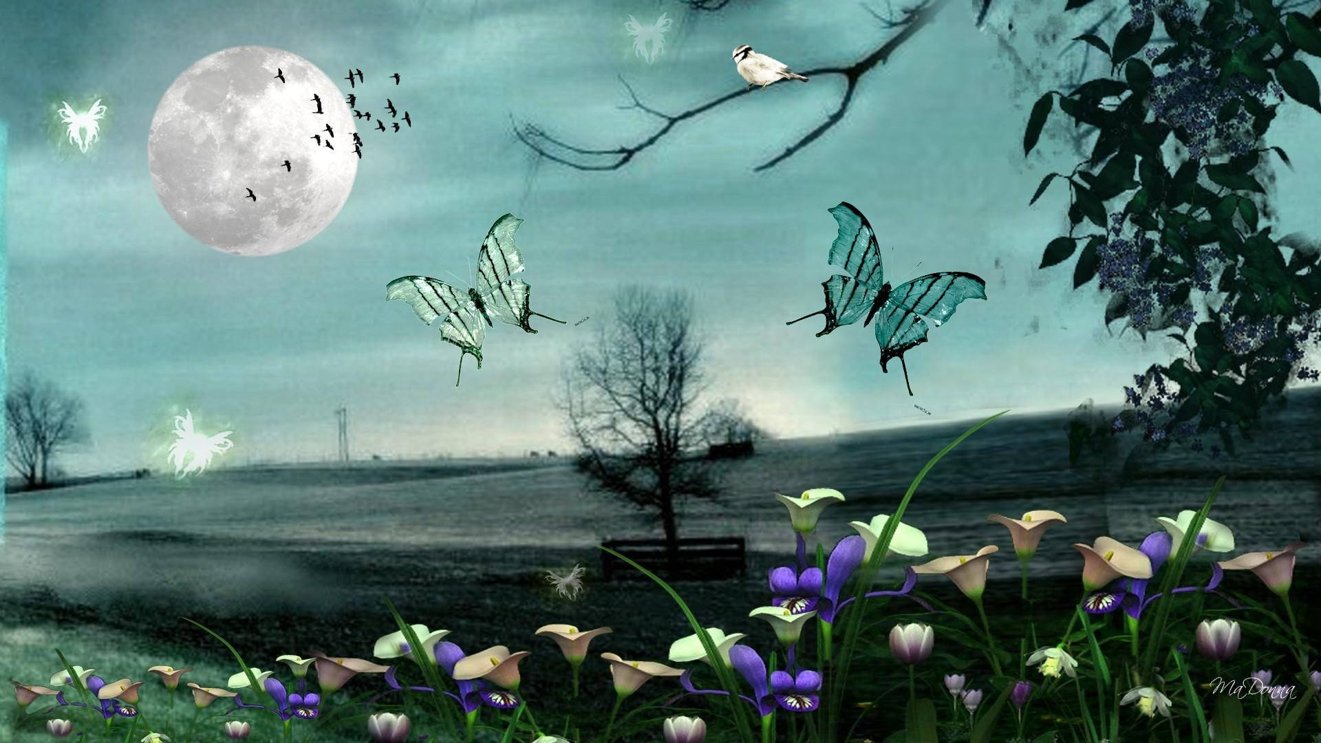 Download Full Moon Night Butterfly Meadow Wallpaper
