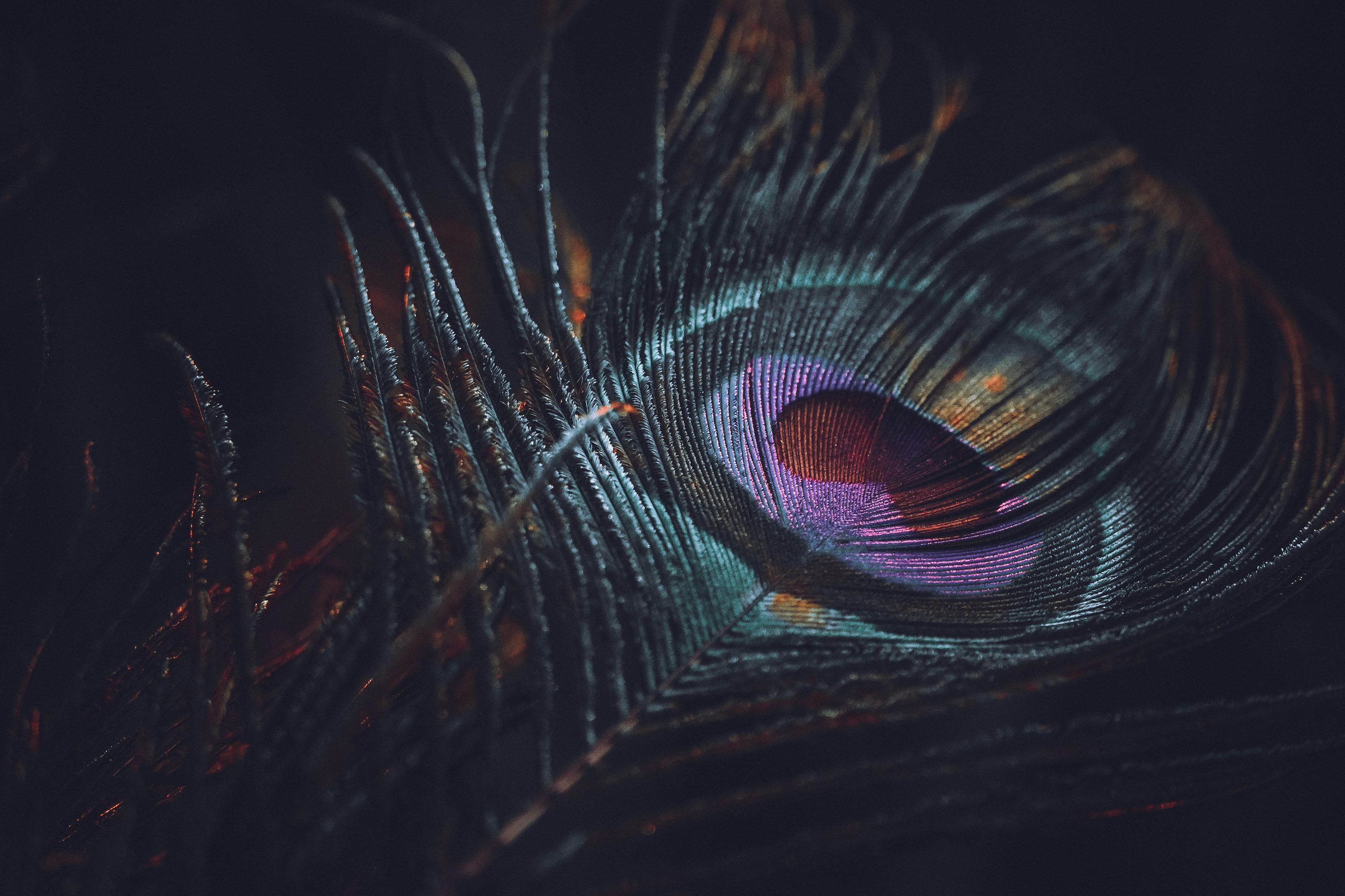 Radha And Krishna Picture. Download Free Image