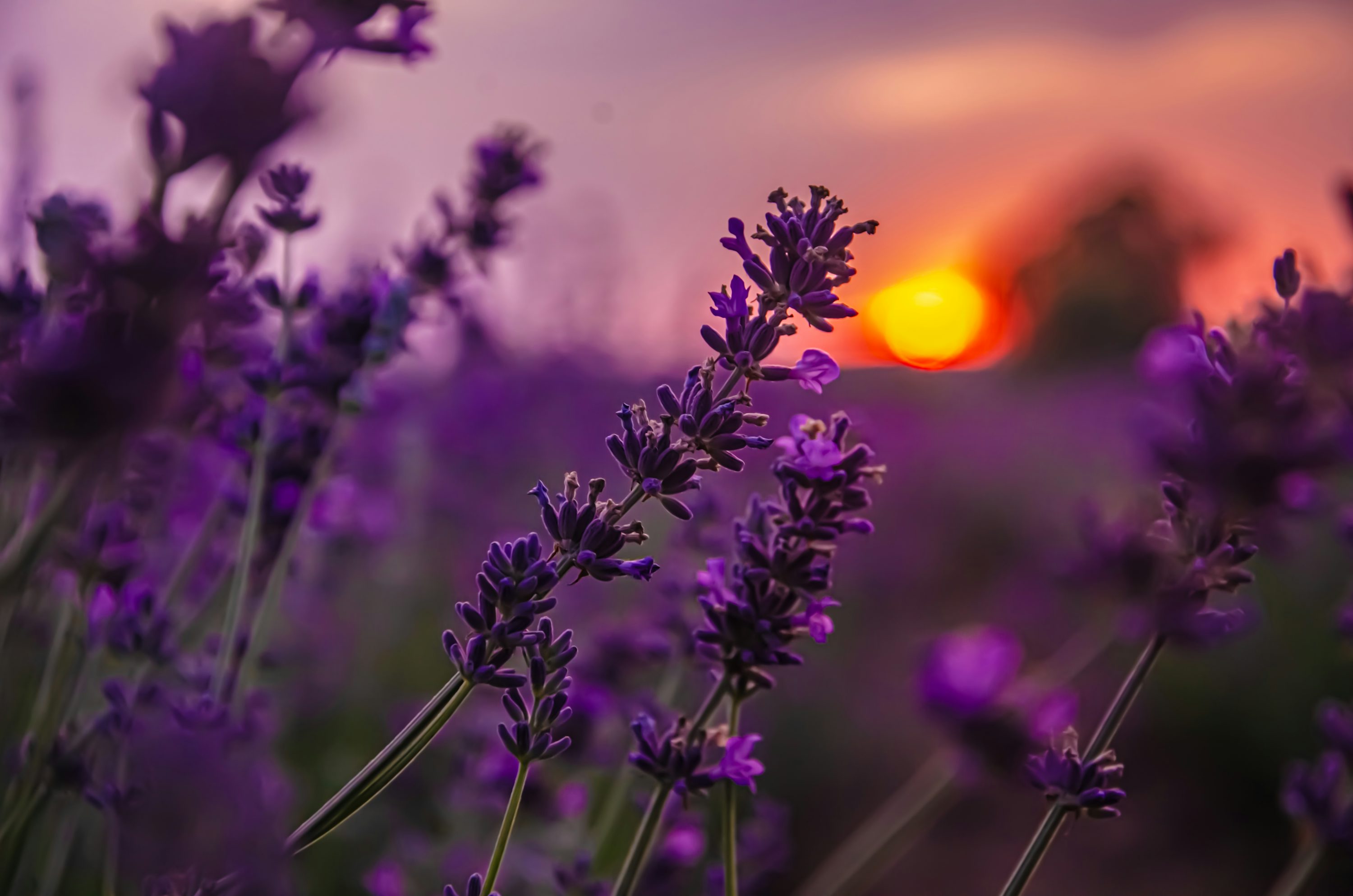 Purple Aesthetic Picture. Download Free Image