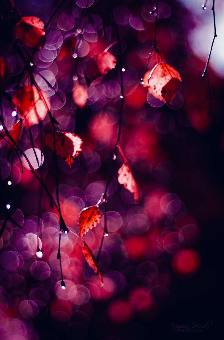 Color Duo, Purple & Red. Bokeh photography, Bokeh, Nature photography