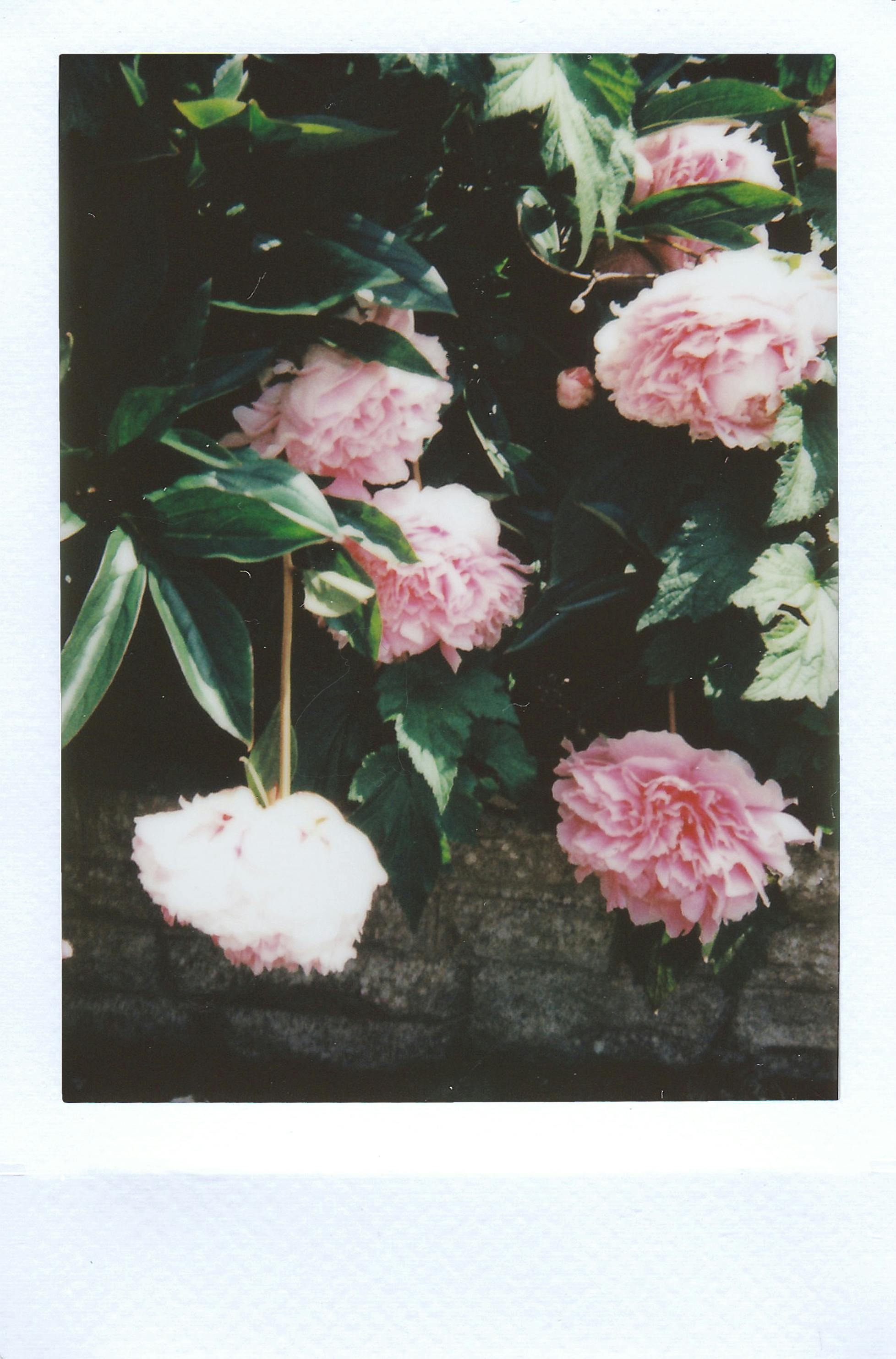 Film Photography Photo, Download The BEST Free Film Photography & HD Image