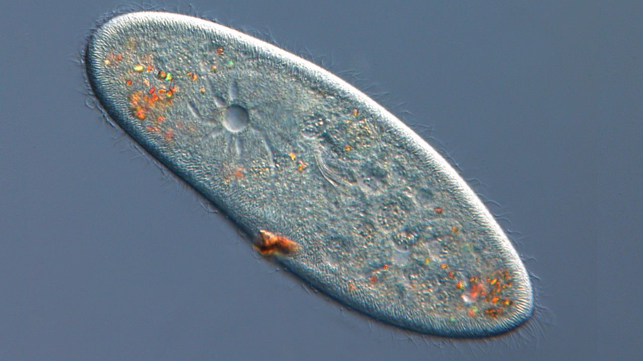 Paramecium: Characteristics, biology and reproduction