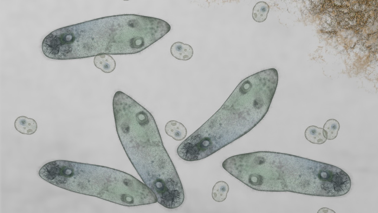Paramecium: Characteristics, biology and reproduction