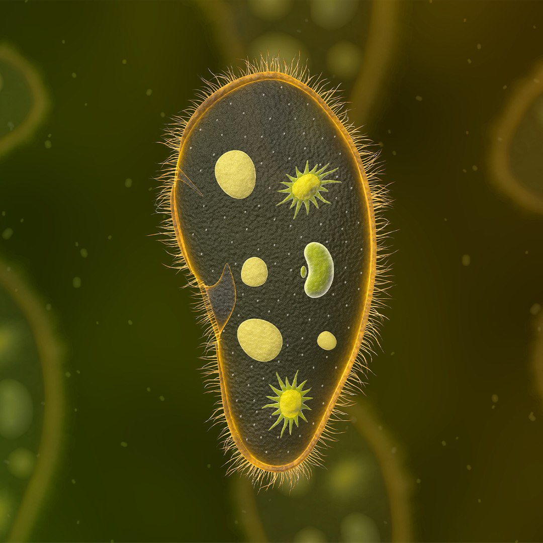 Paramecium Protozoa 3D Model