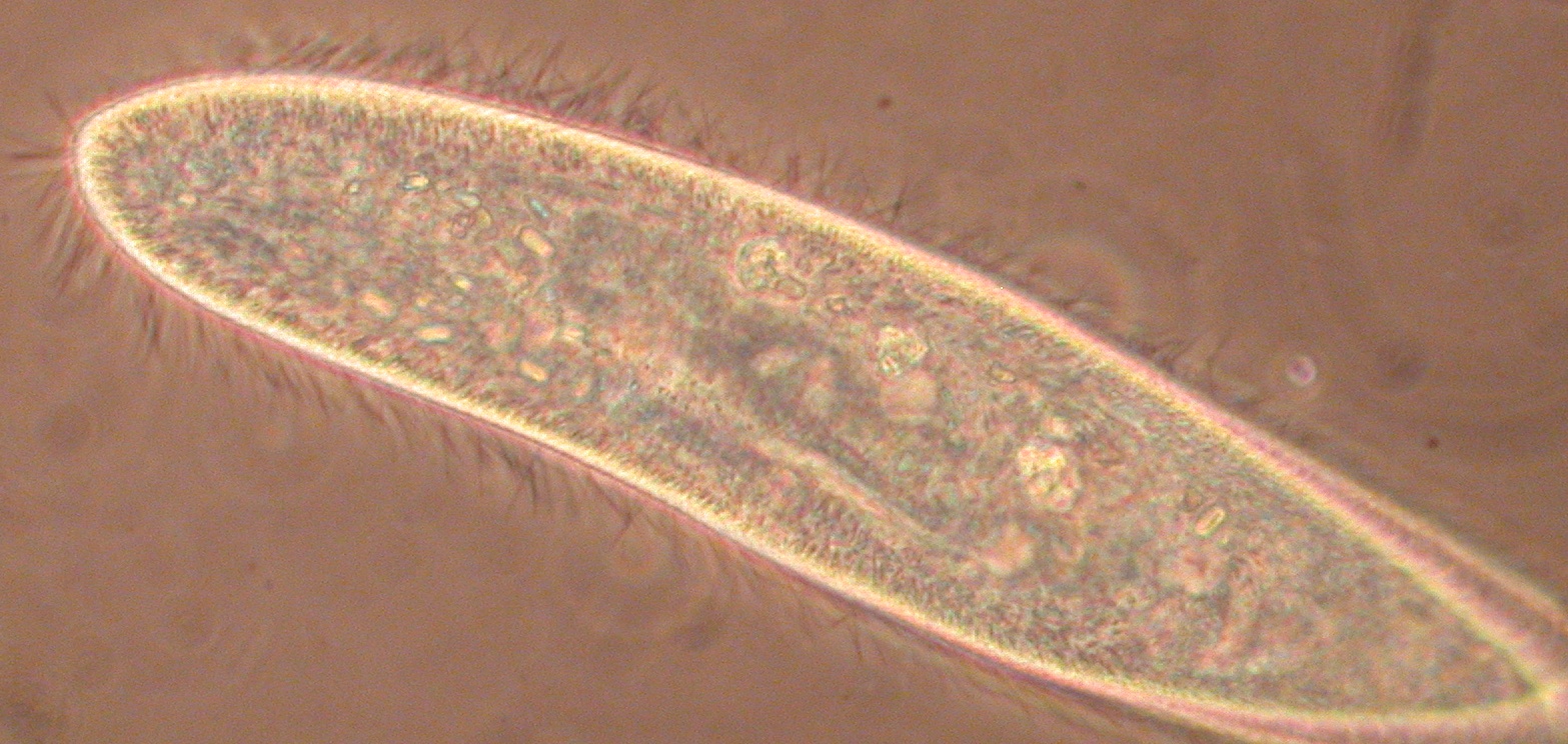 microscope picture