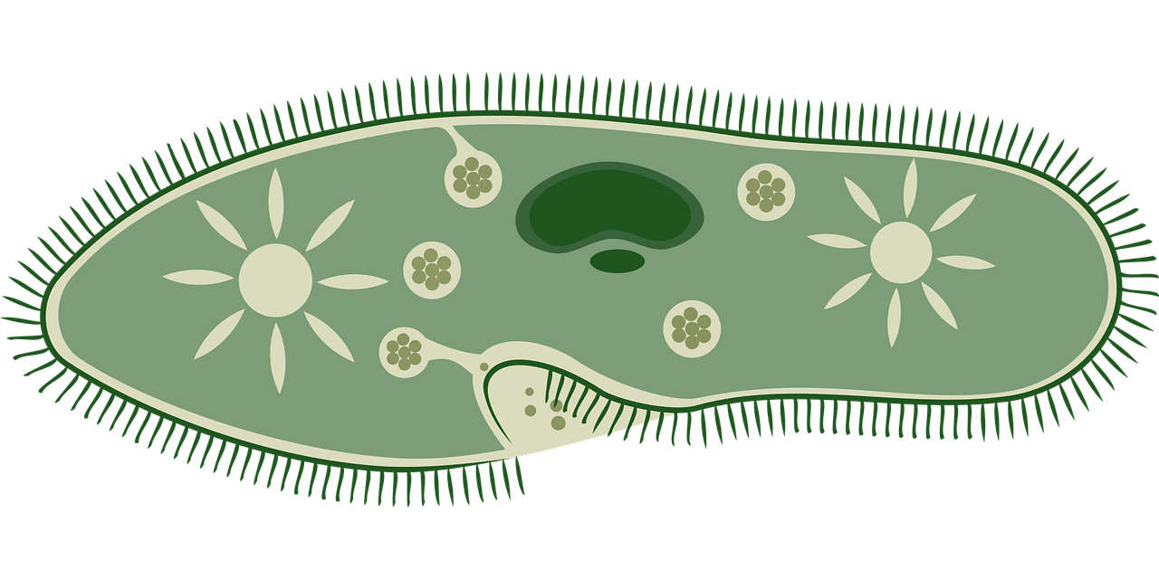 Free Paramecium & Biology Image