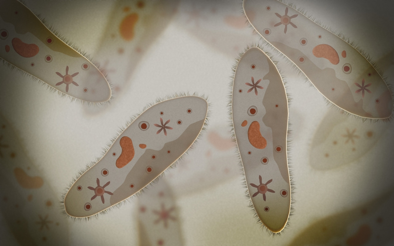 Microscopic view of paramecium Poster Print # VARPSTSTK700476H