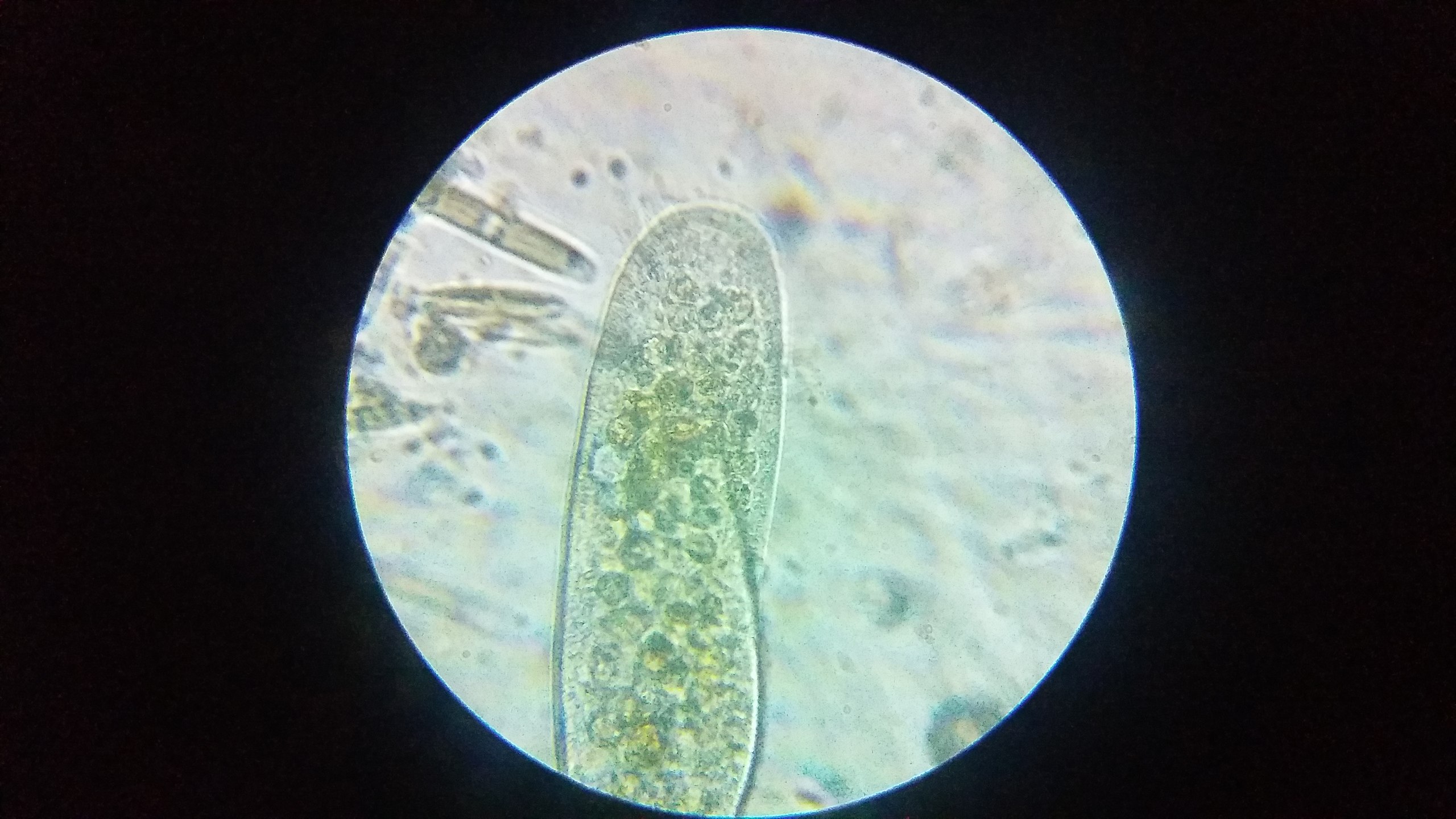 Paramecium